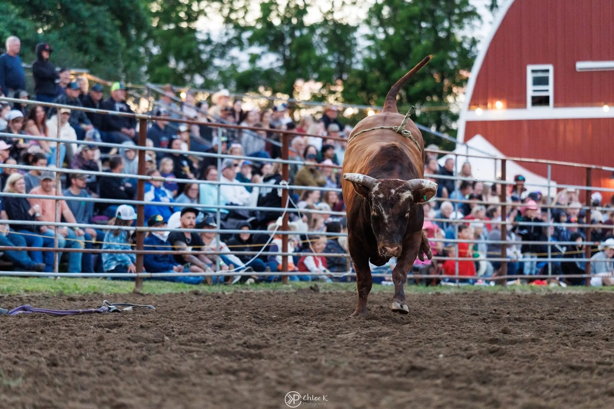 Bull.jpg