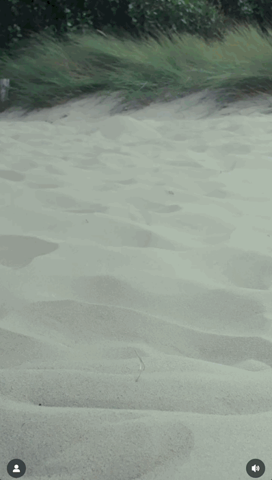 Birk6.gif