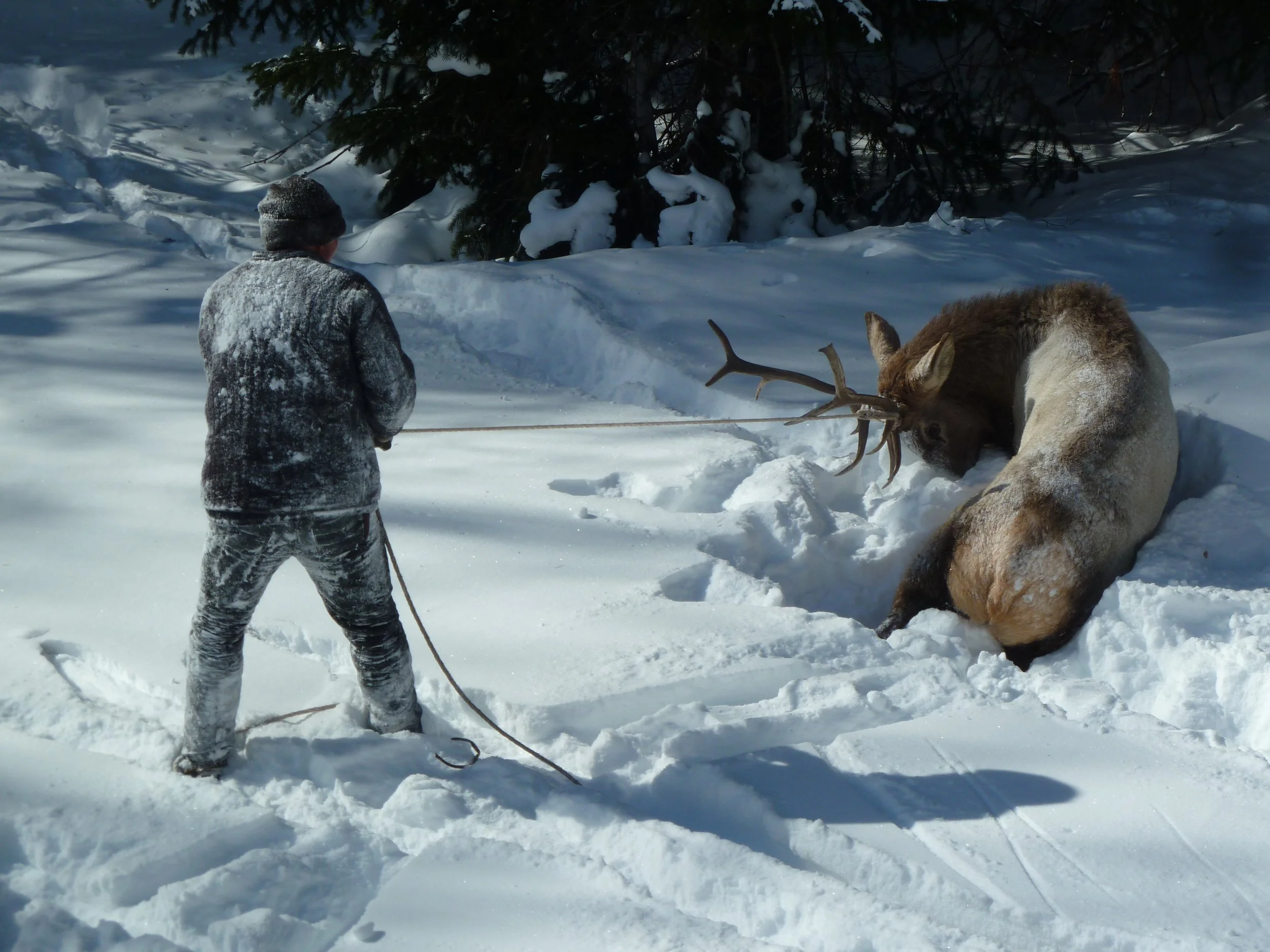 A person dressed in winter clothing stands in the snow, holding a leash attached to a fallen reindeer with large antlers in a snowy forest.