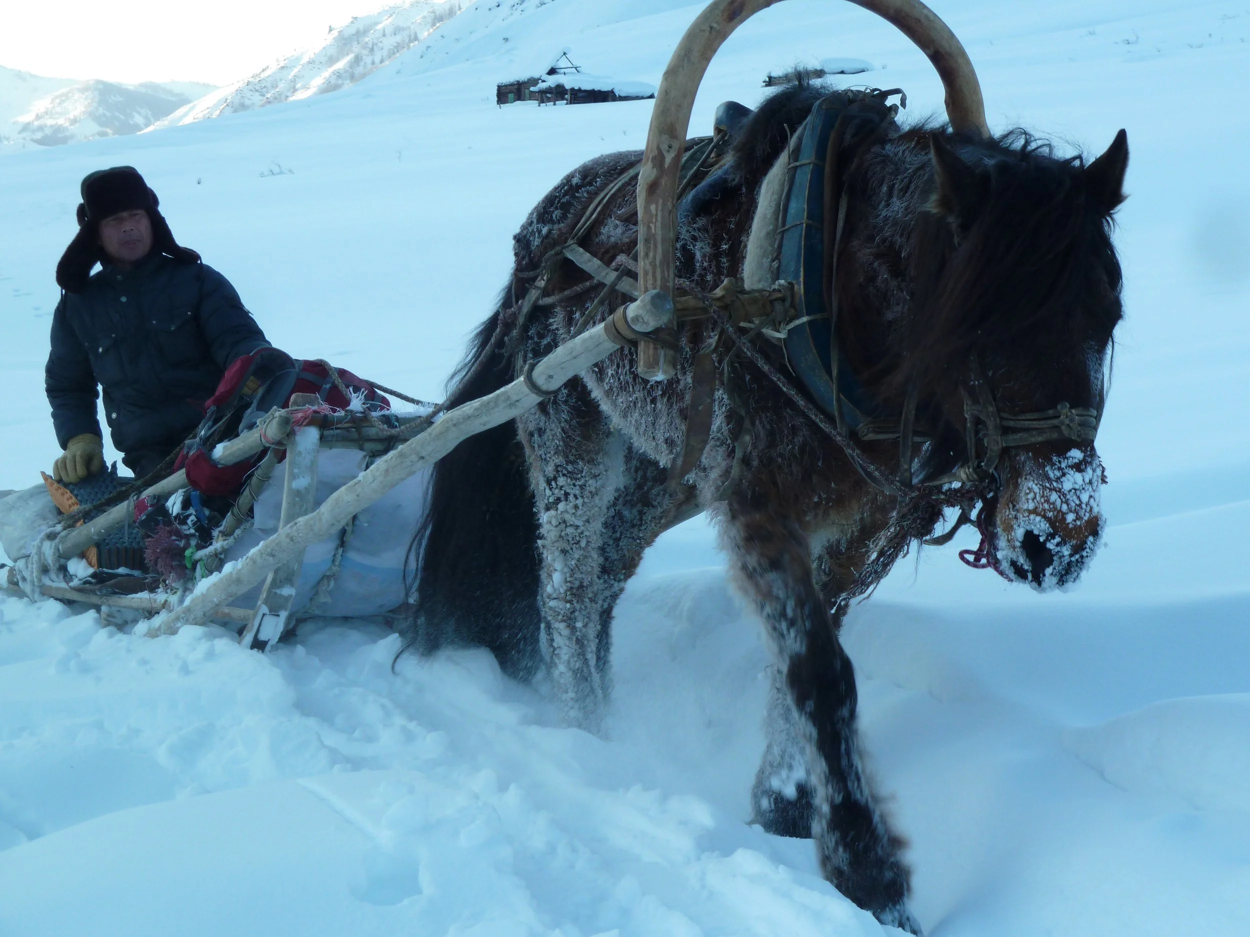 A man dressed in winter clothing, including a fur hat and gloves, rides a horse-drawn sleigh through snow in a mountainous landscape with a wooden cabin in the background.