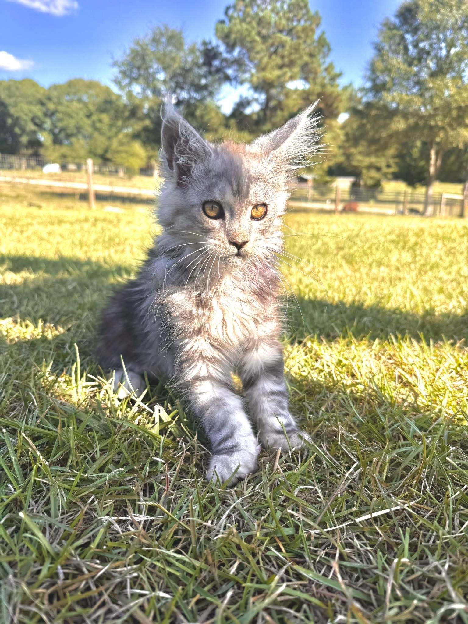 Black Hawk Maine Coons Kitten North Carolina