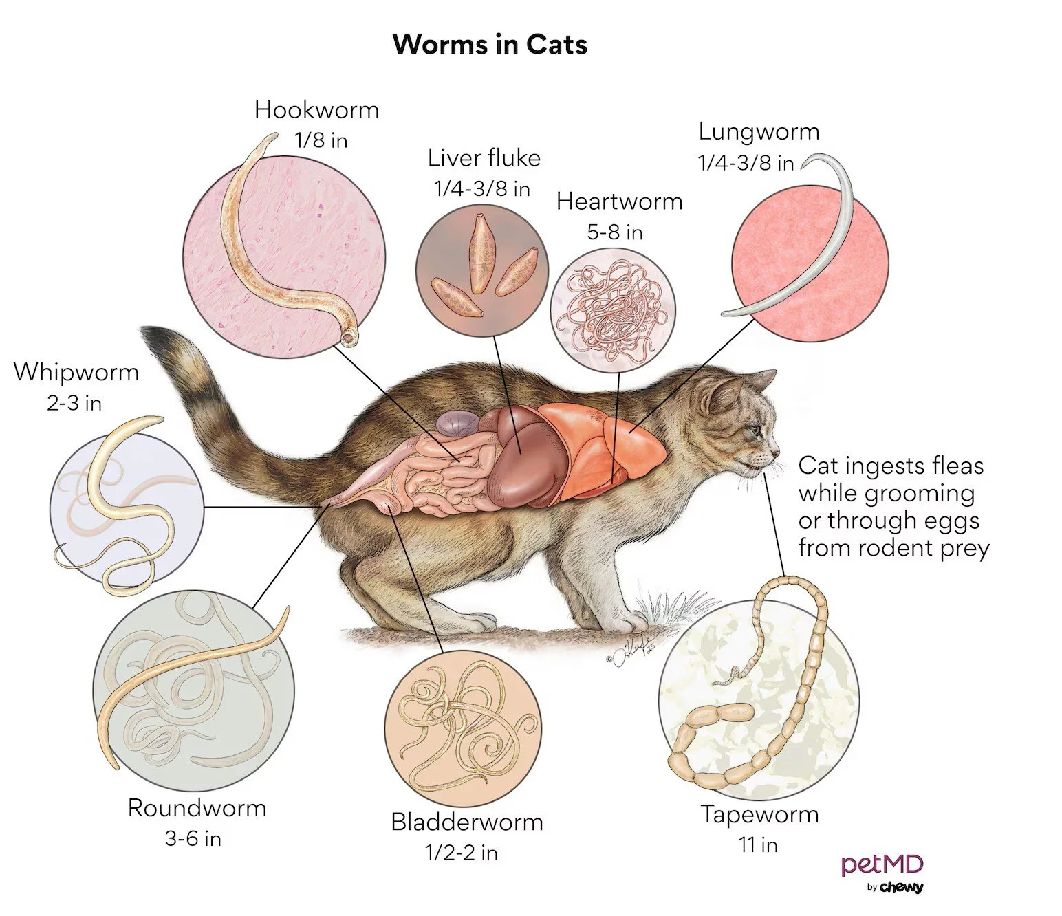🐾 Black Hawk Maine Coons Owner’s Guide: Worms, Parasites &amp; Prevention