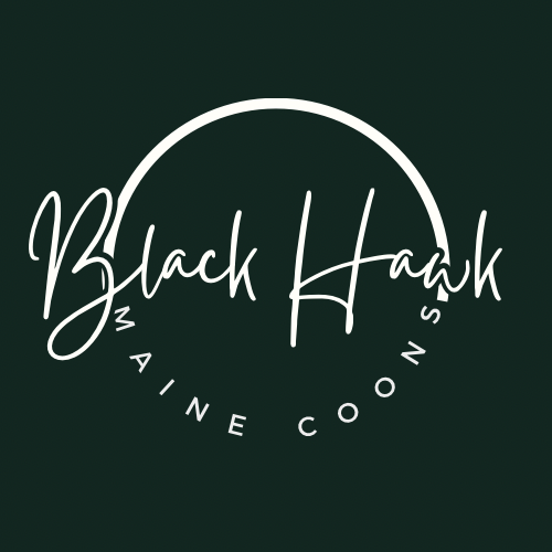 BLACK HAWK MAINE COONS
