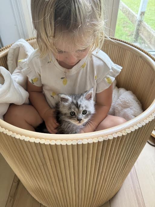 How to Introduce Your Maine Coon to Dogs, Other Pets, and Kids