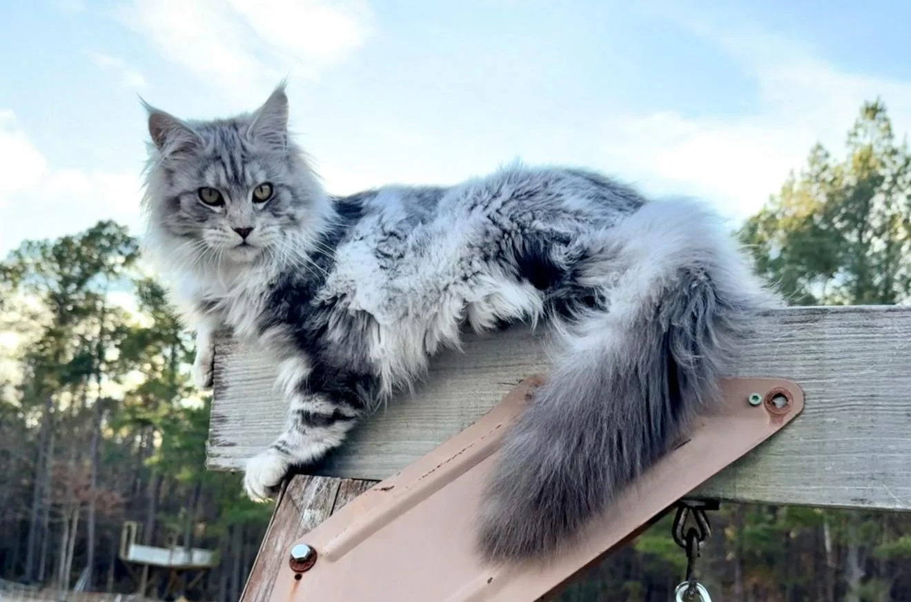 Maine Coon kitten at black hawk Maine Coons in North Carolina.