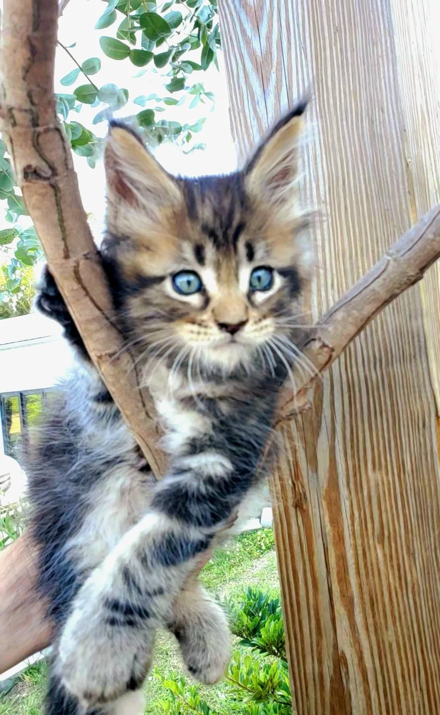 Maine Coon Kitten Next Steps