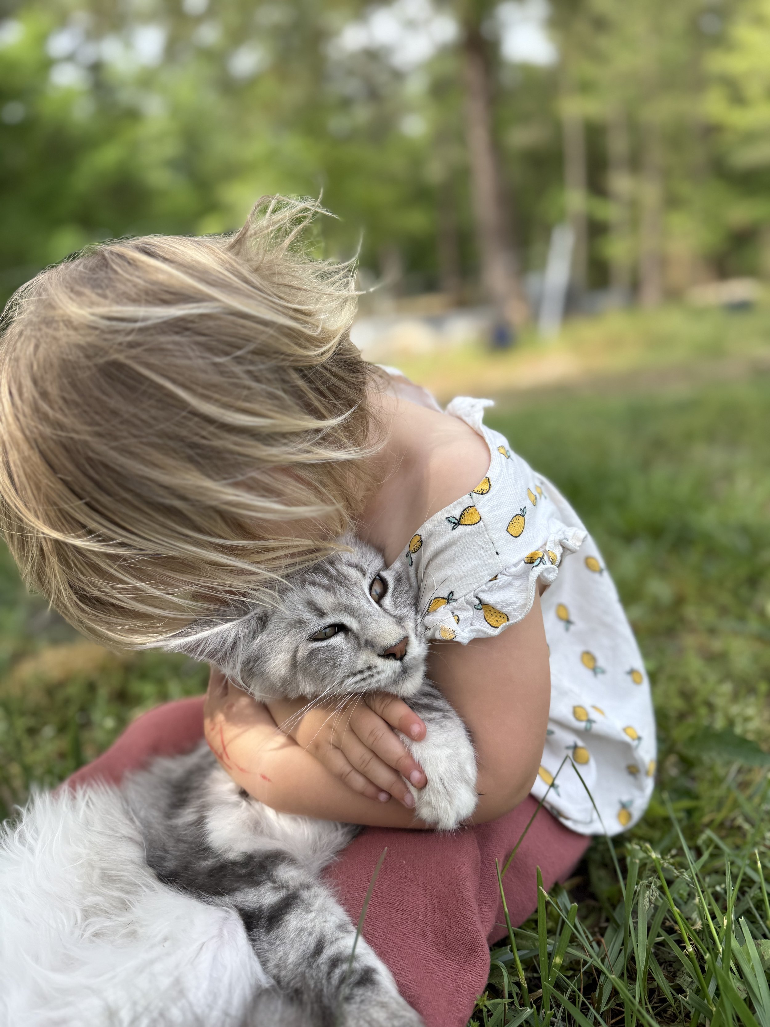 A young girl with blonde hair hugging a gray and white kitten outdoors in a grassy area with trees in the background.