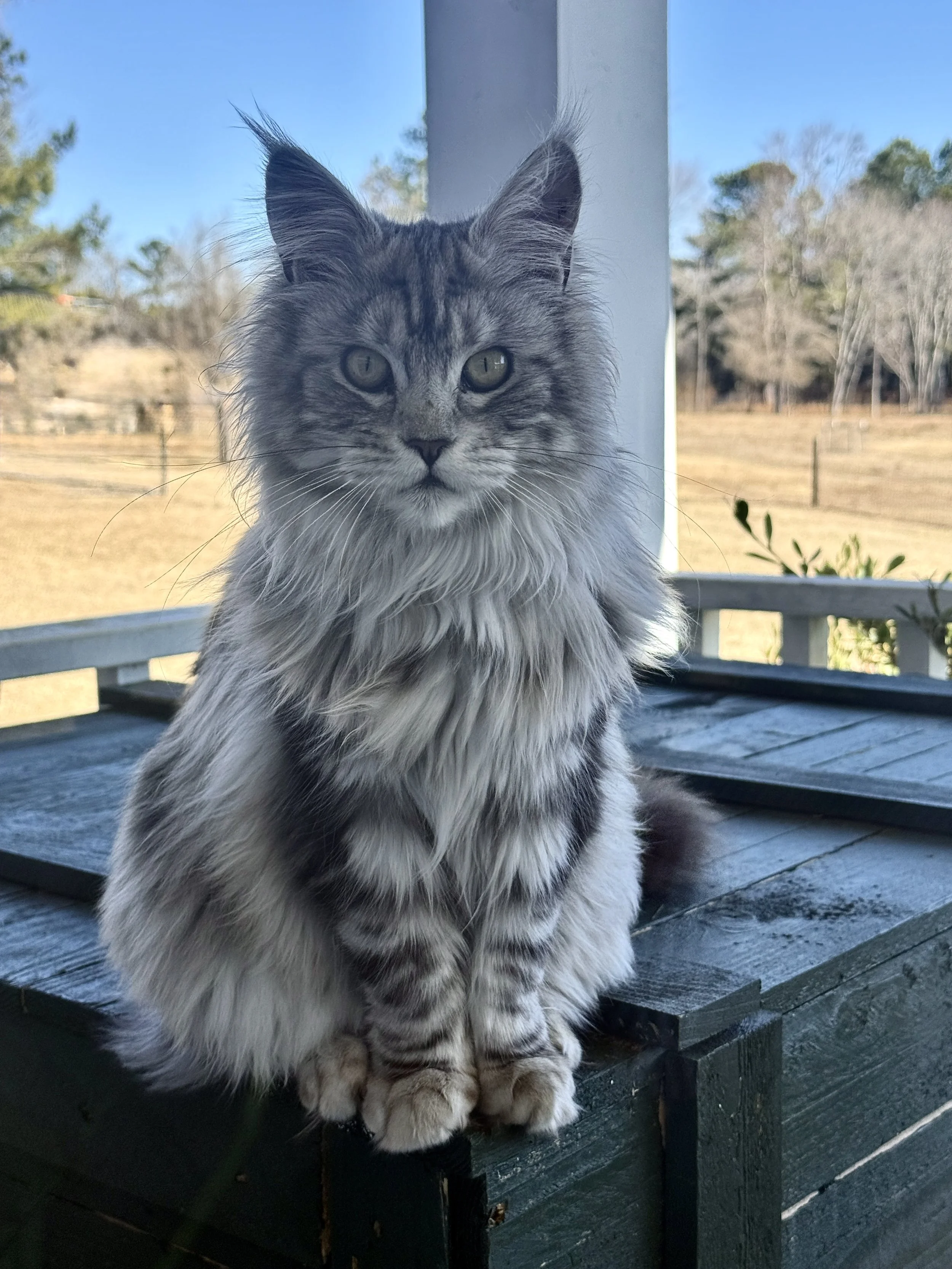 Black Hawk Maine Coon Kittens for sale North Carolina