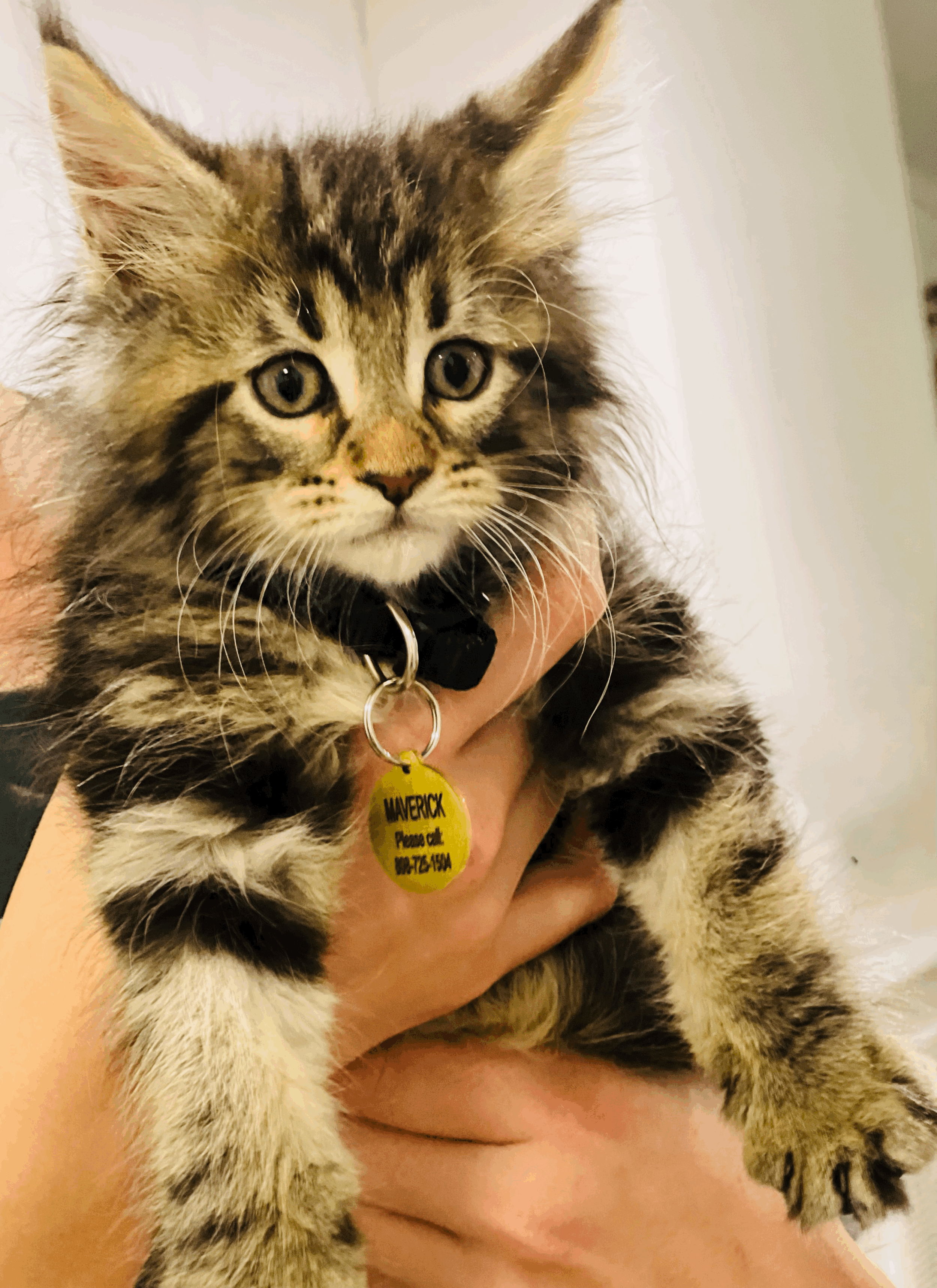 Close-up of a young kitten with a tabby coat being held in a person's hand, wearing a collar with a yellow identification tag that says "MAVERICK Please call 847-722-1589."