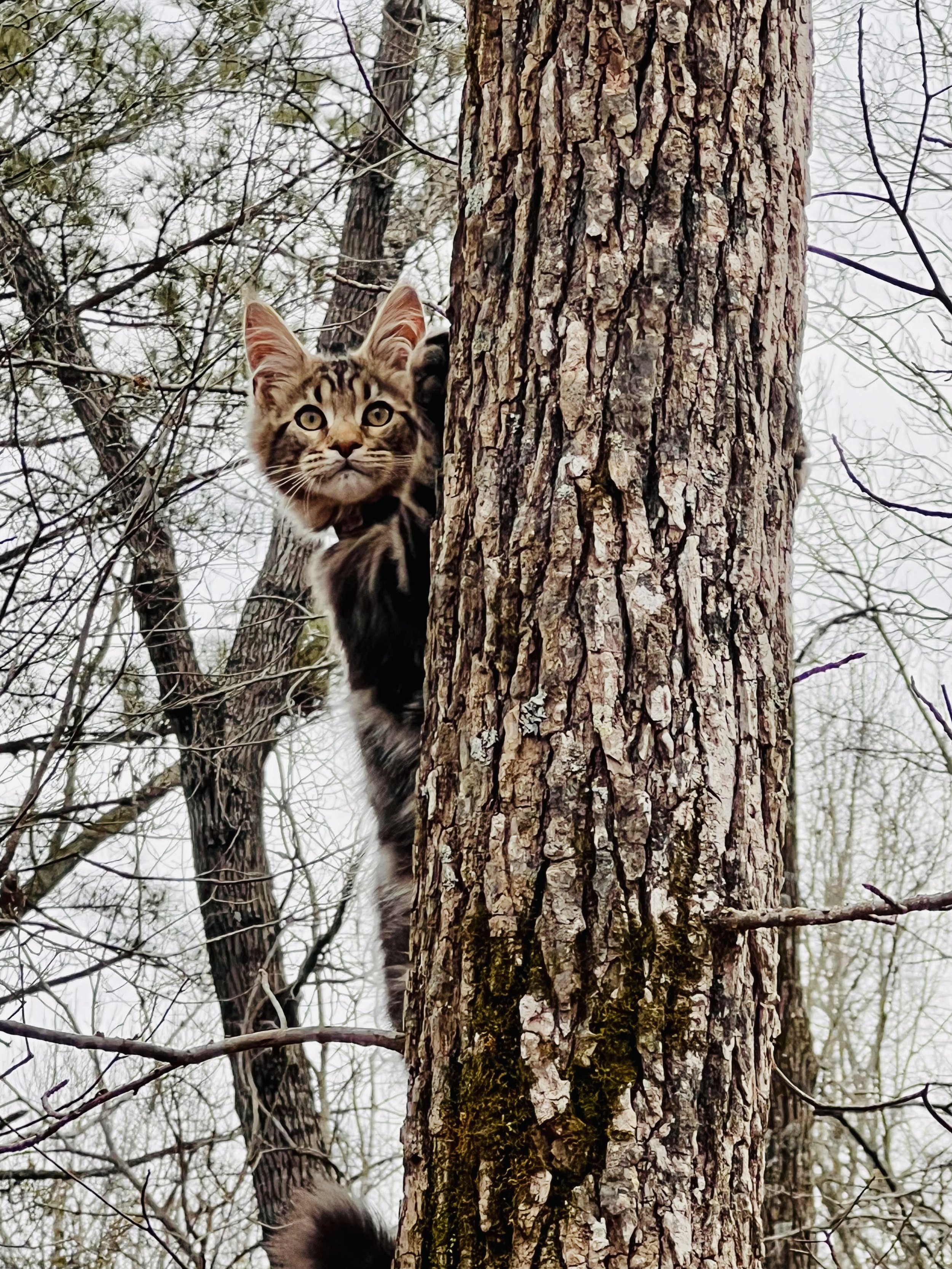 A curious tabby cat peering out from behind a tree trunk in a wintery forest, with leafless trees and overcast sky in the background.