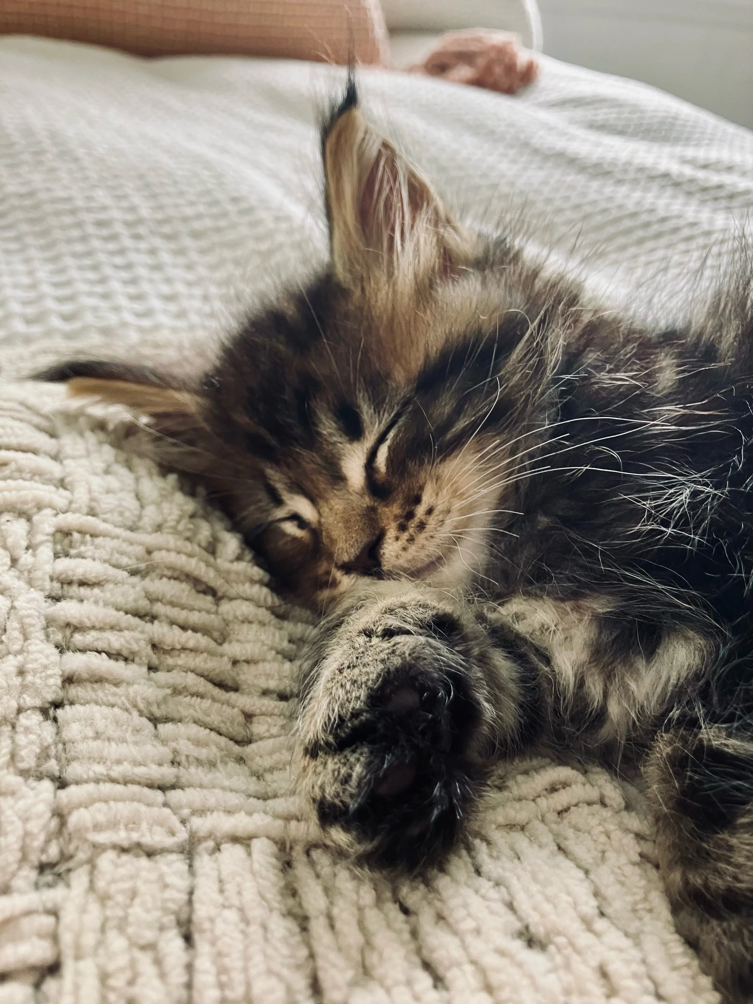 Felix Asleep.jpeg