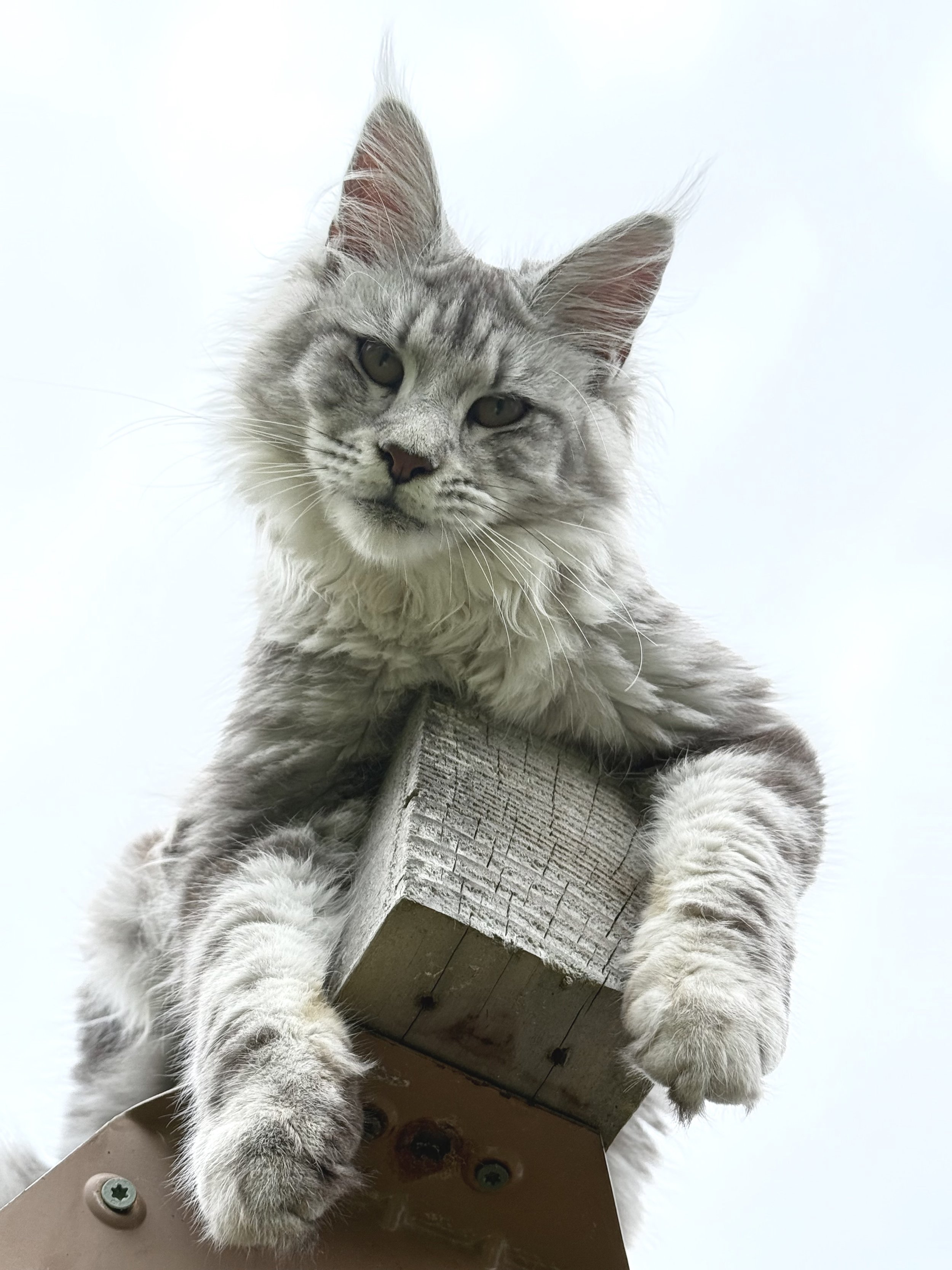 Close-up of a gray tabby cat with long fur, perched on a wooden post, looking down at the camera against a gray sky background.