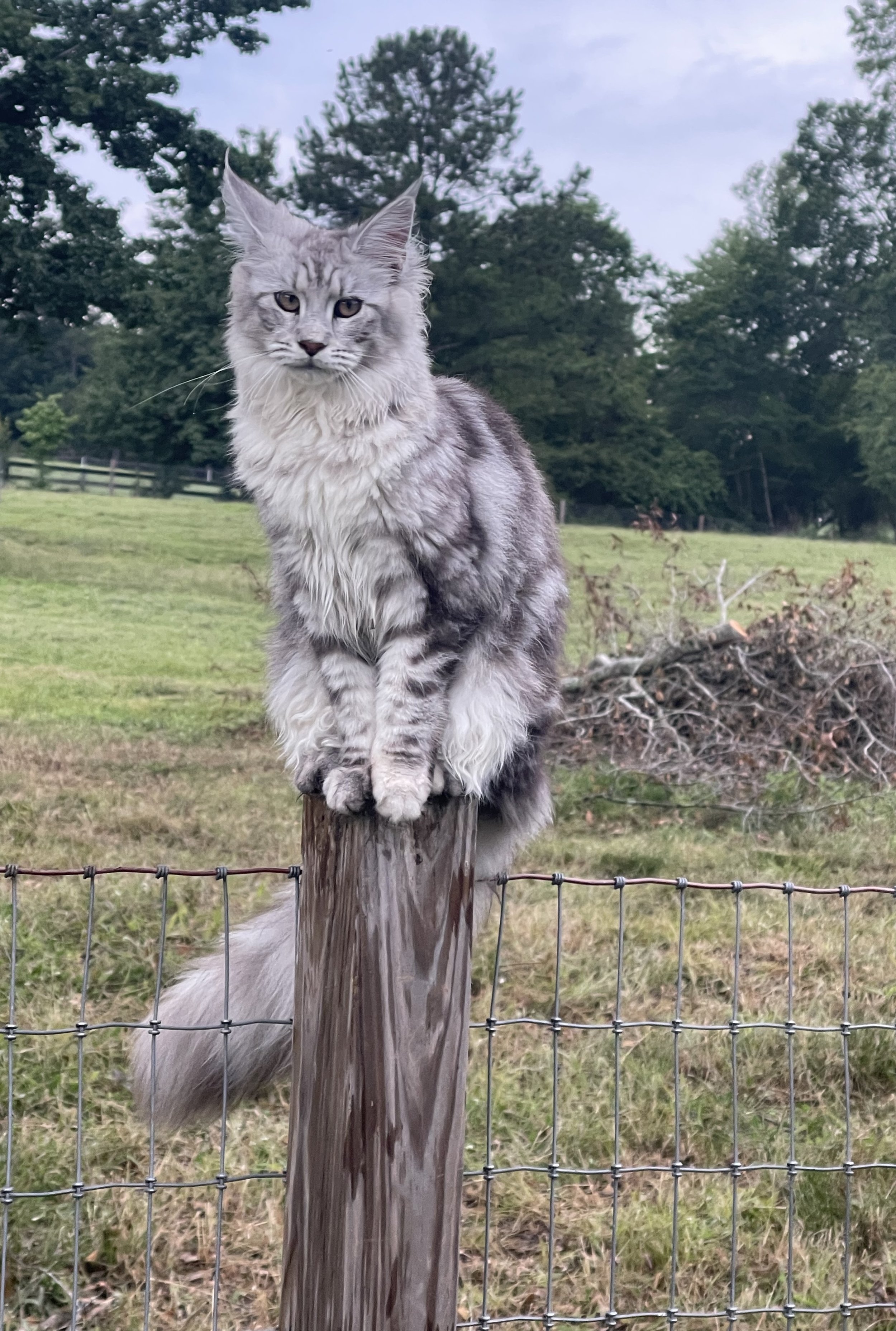 IMG_0007.jpeg