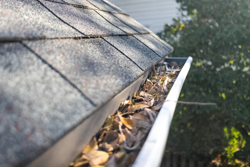 Leaves and debris collecting inside a rain gutter along a roof edge