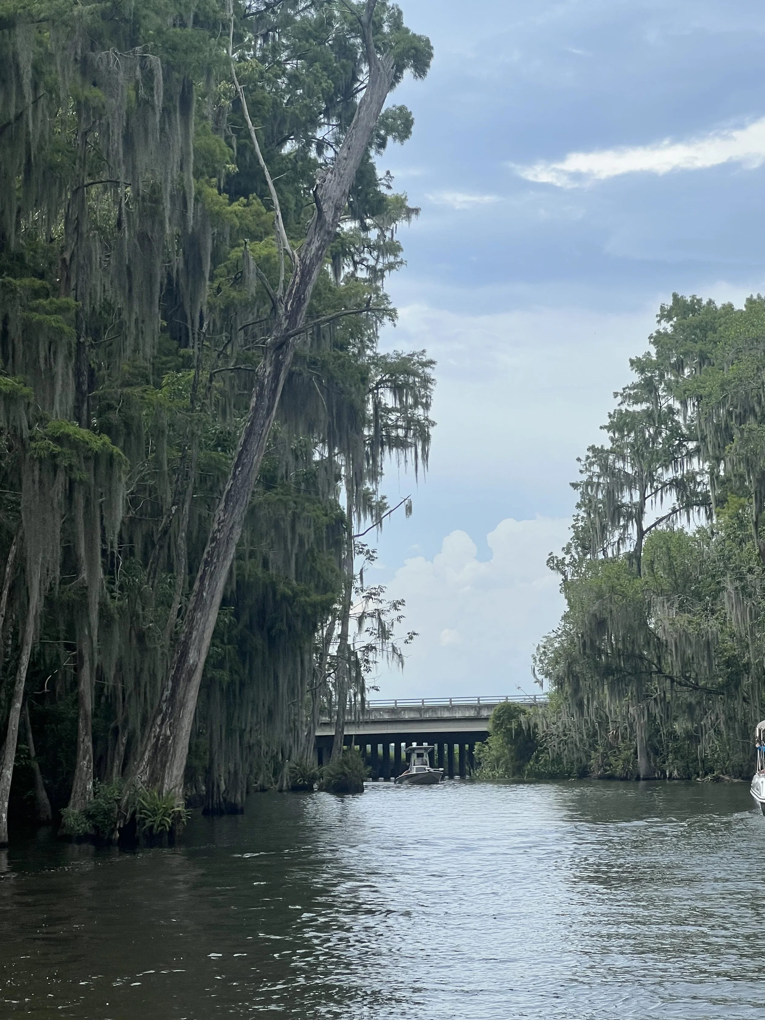 Dora Canal lined with trees in Lake County, Florida