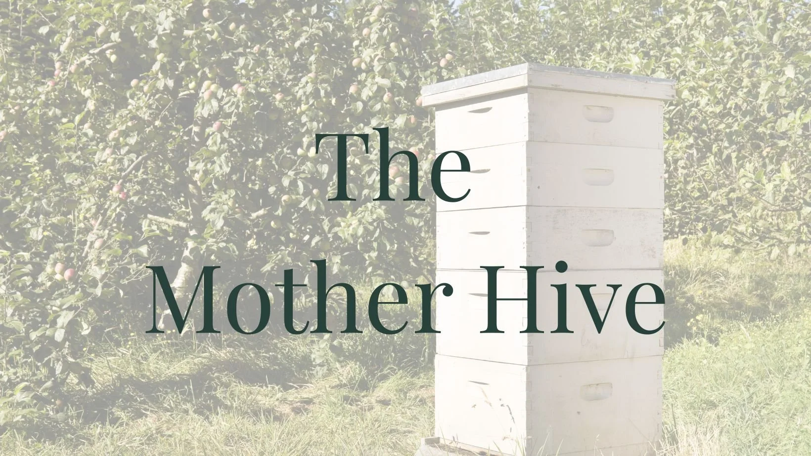 The Mother Hive by Honeybee Village