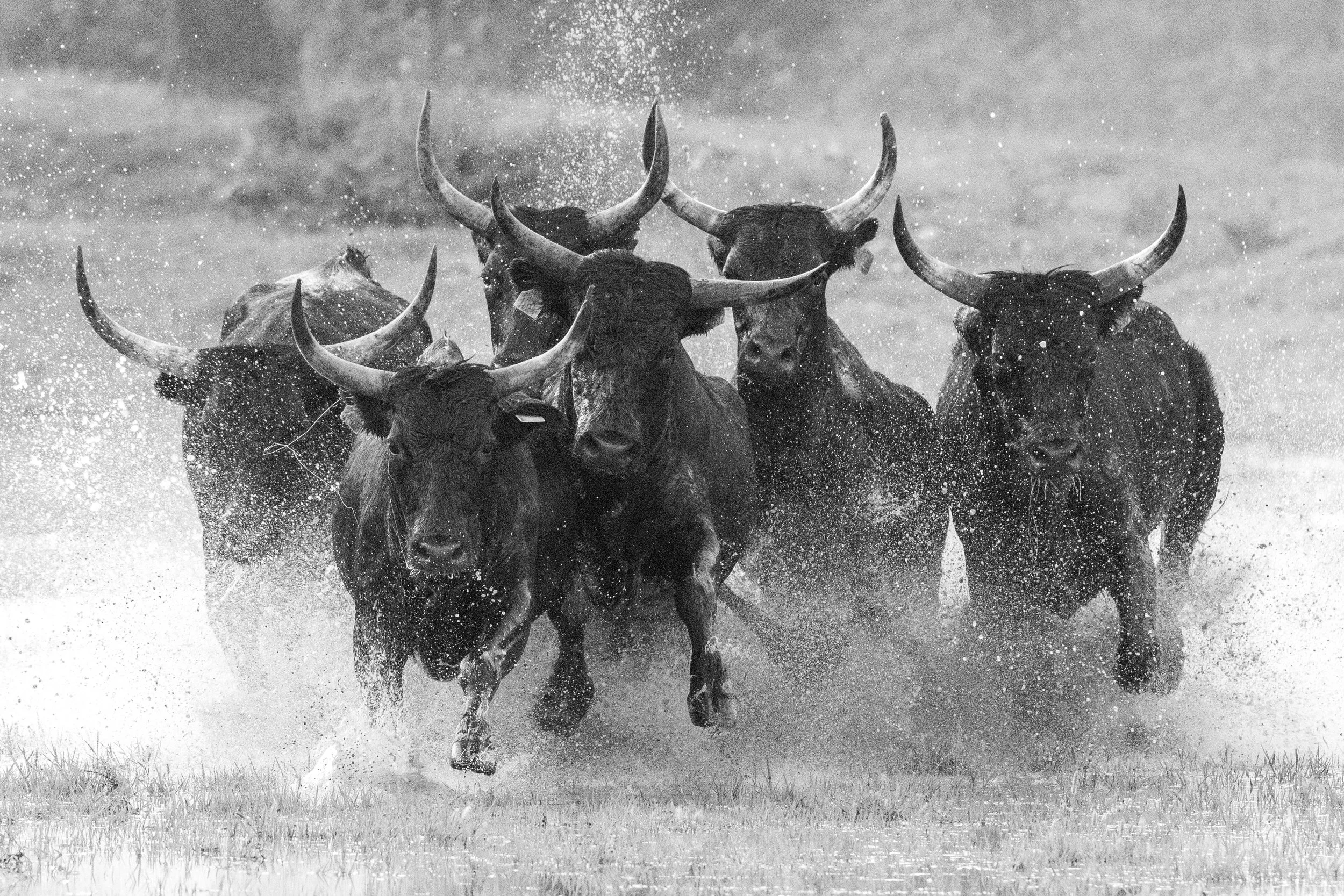 The black bulls of Camargue race through a flooded marsh in the South of France