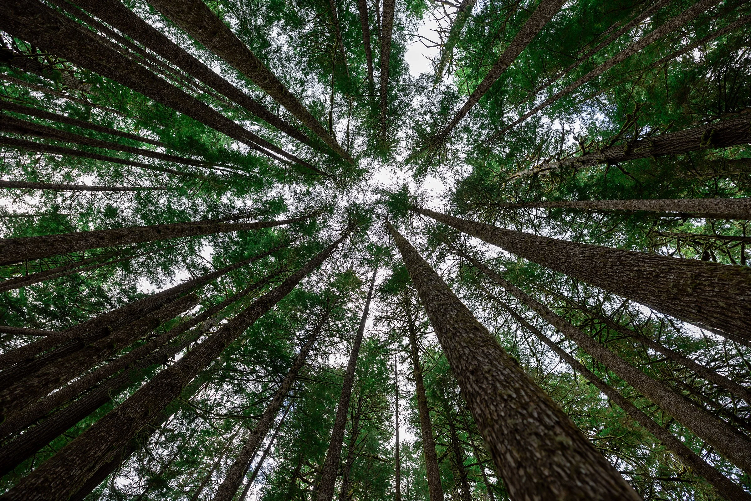 Notes From the Field — Olympic National Park