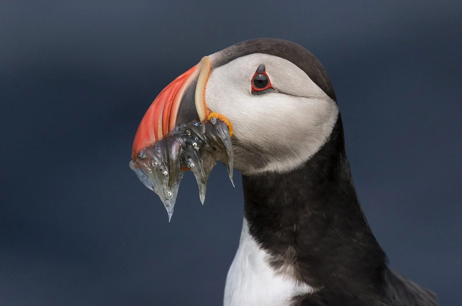Atlantic Puffin in Iceland during feeding season