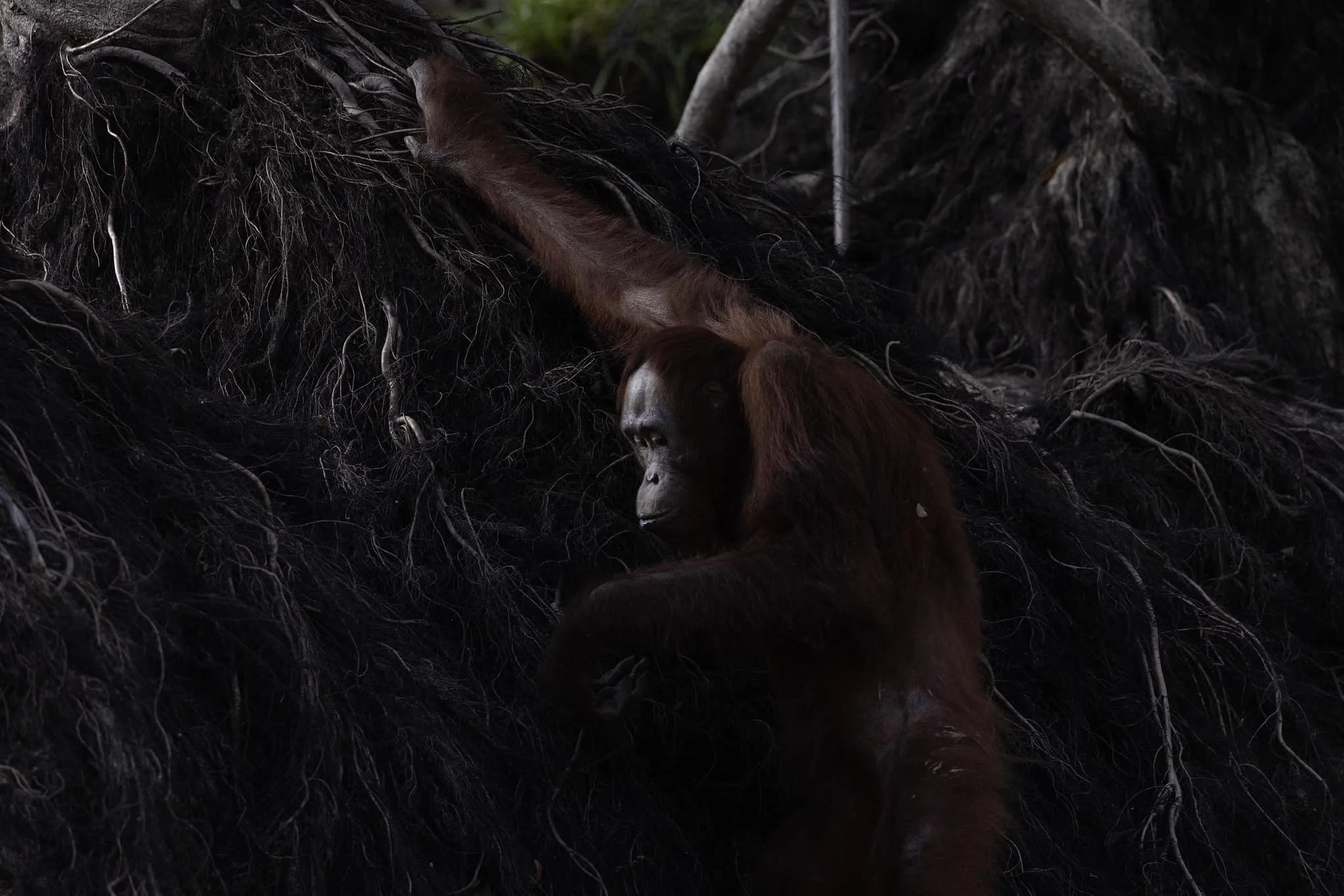 Agangutan in Borneo