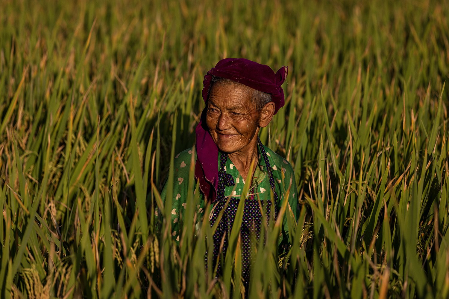 Elderly woman standing in a rice field, wearing a purple headscarf and green clothing, smiling contently in Vietnam.