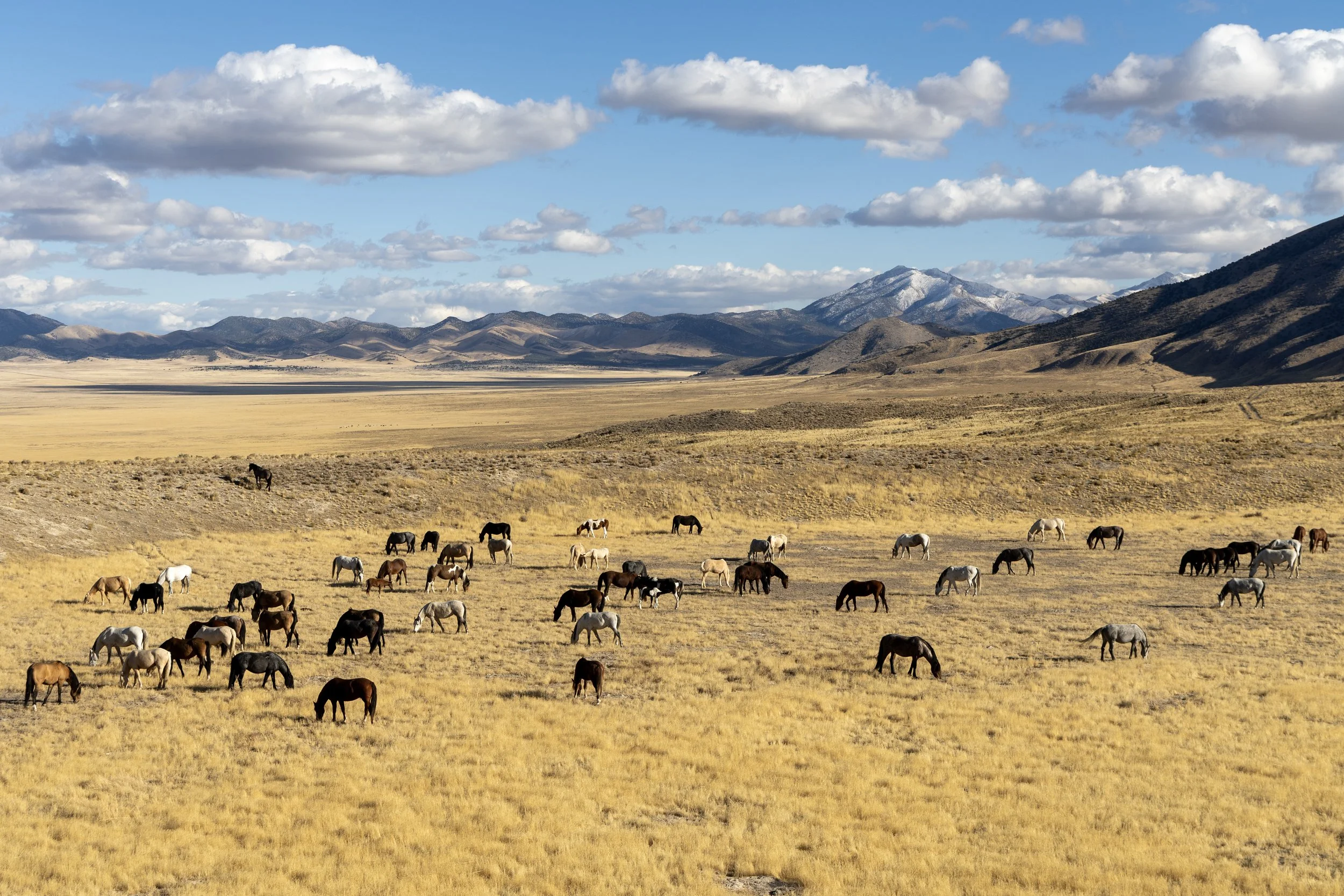 Wild Horses in the West Desert of Utah