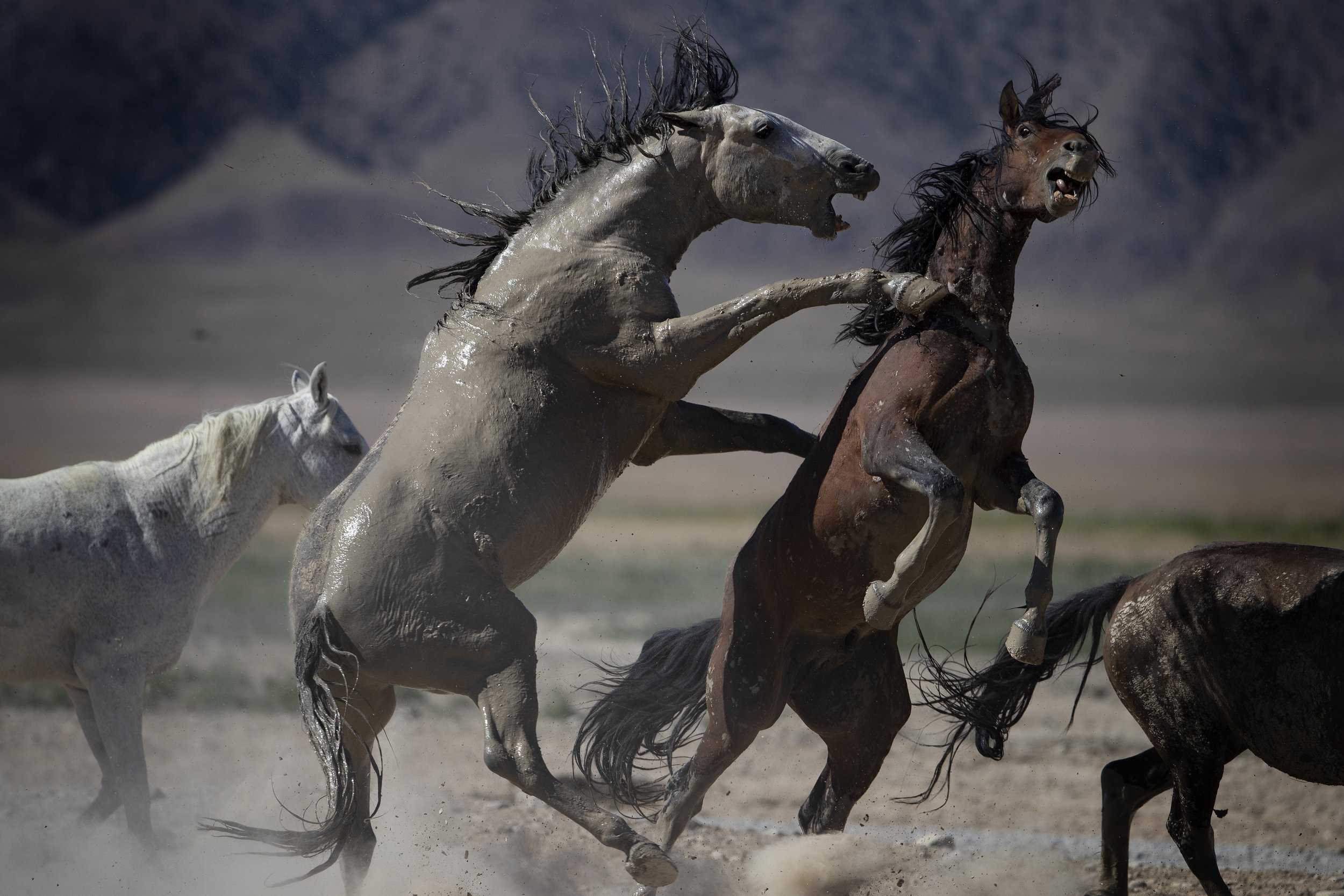Wild horses fighting in a dusty desert landscape in Utah.