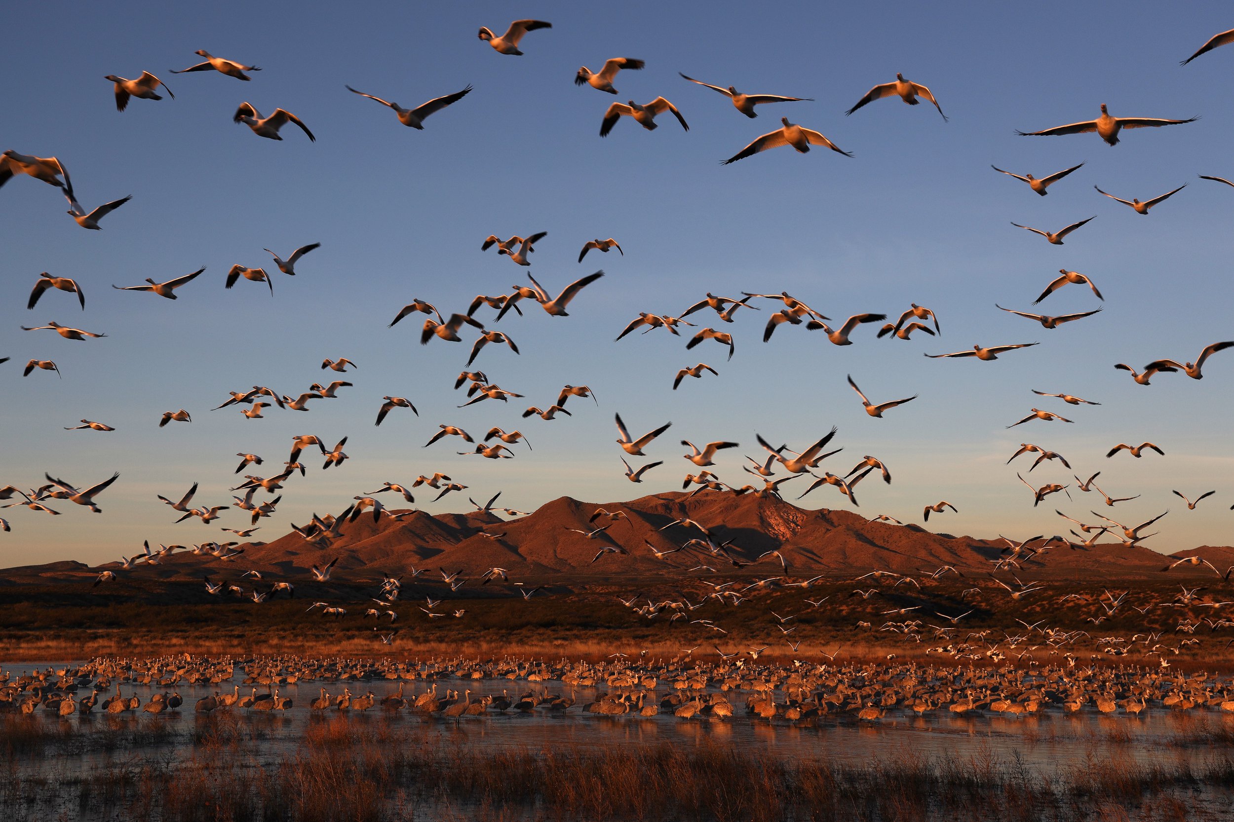 Flock of Sandhill Cranes flying over a wetland with mountains in the background during sunset in New Mexico.