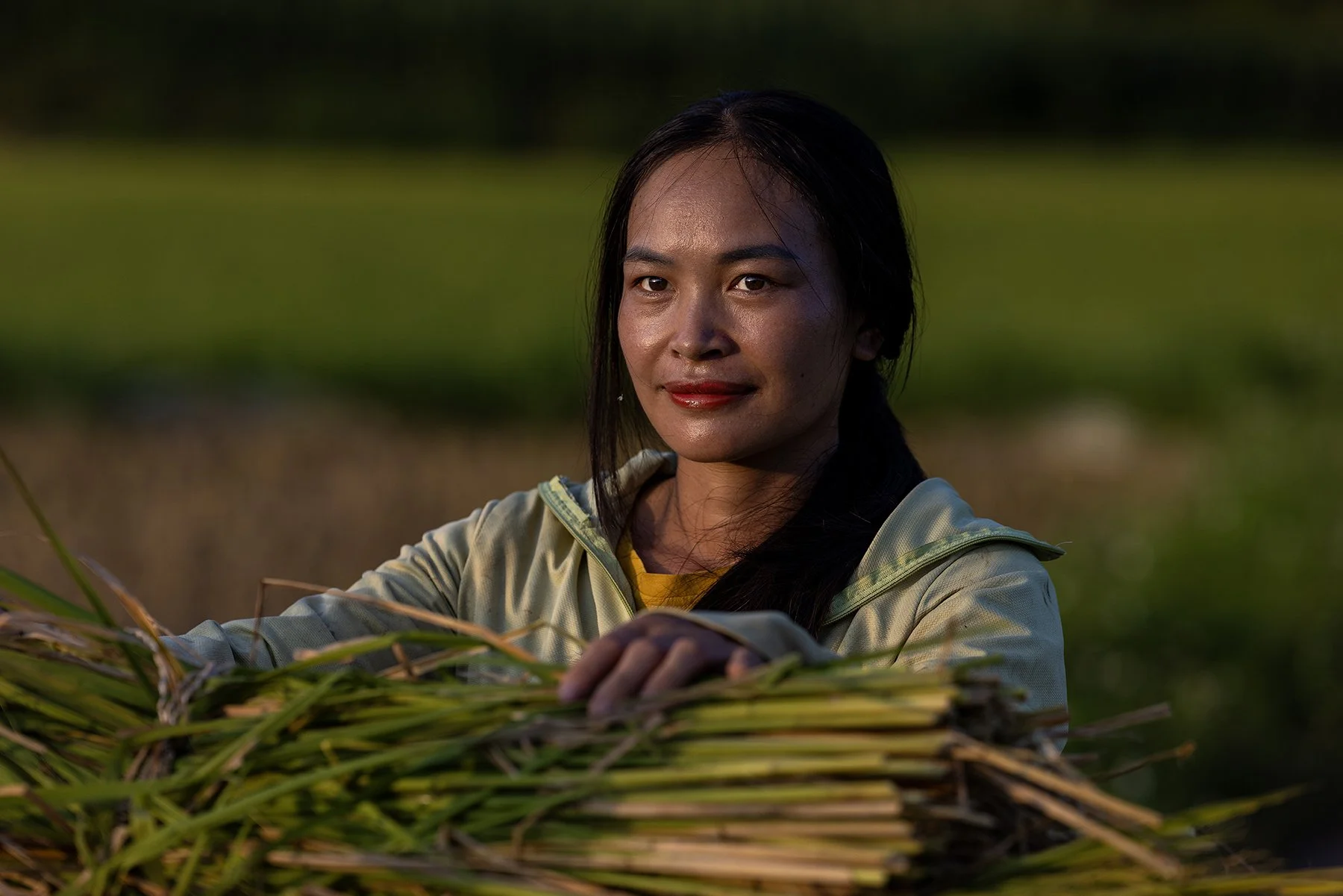 Beautiful women, rice field farmer in Vietnam