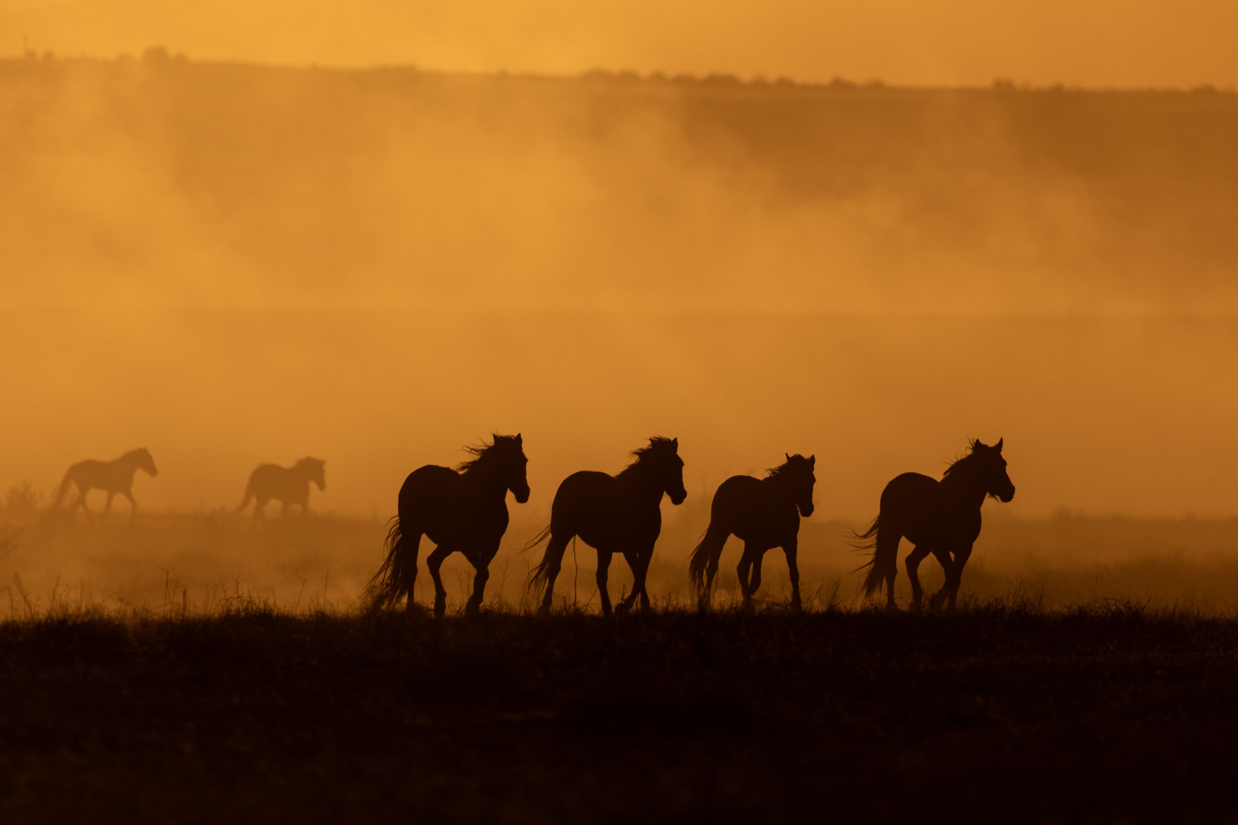 Wild Mustangs run though the dusty sunset in Utah during a photography workshop.