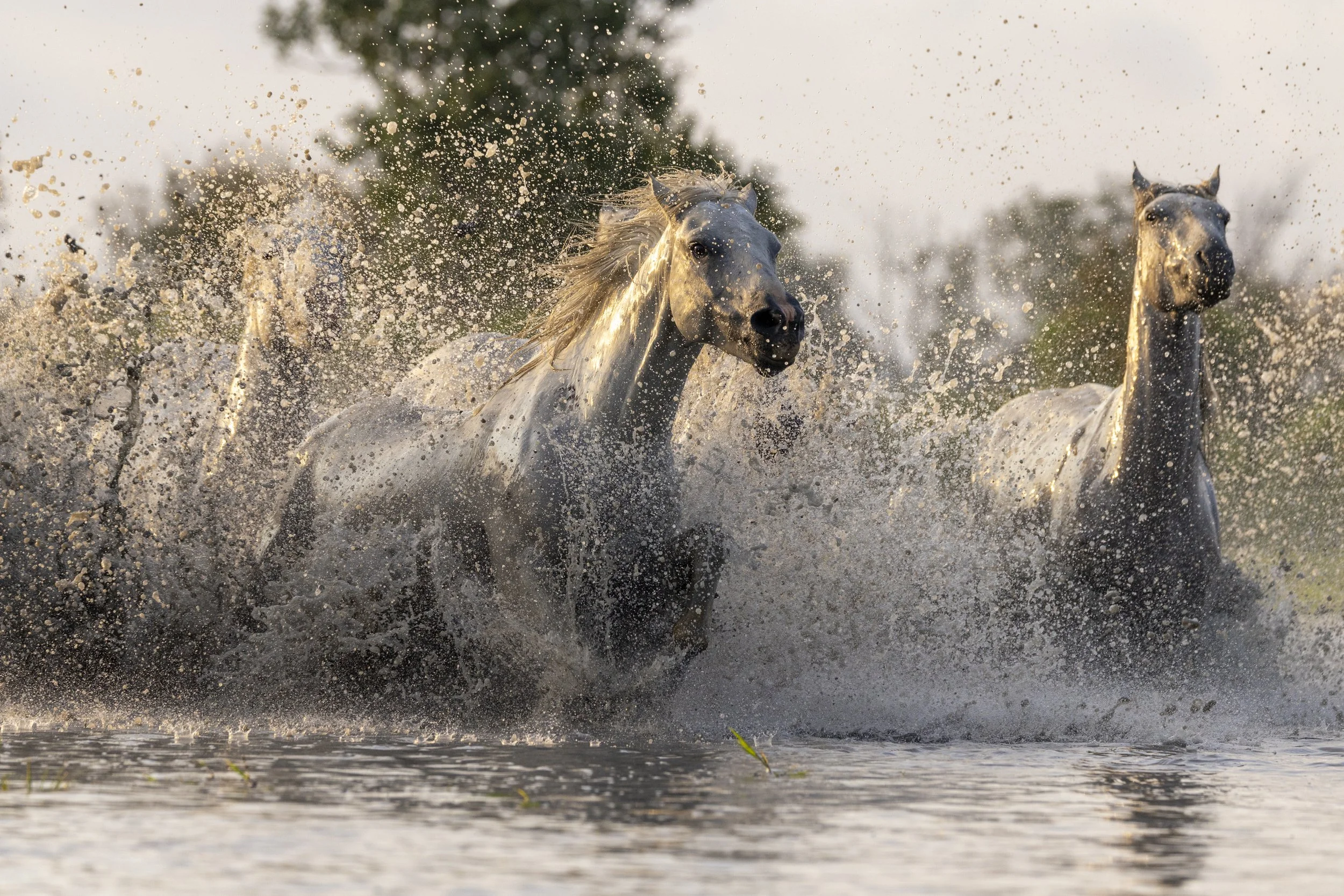 White horses of Camargue in the South of France