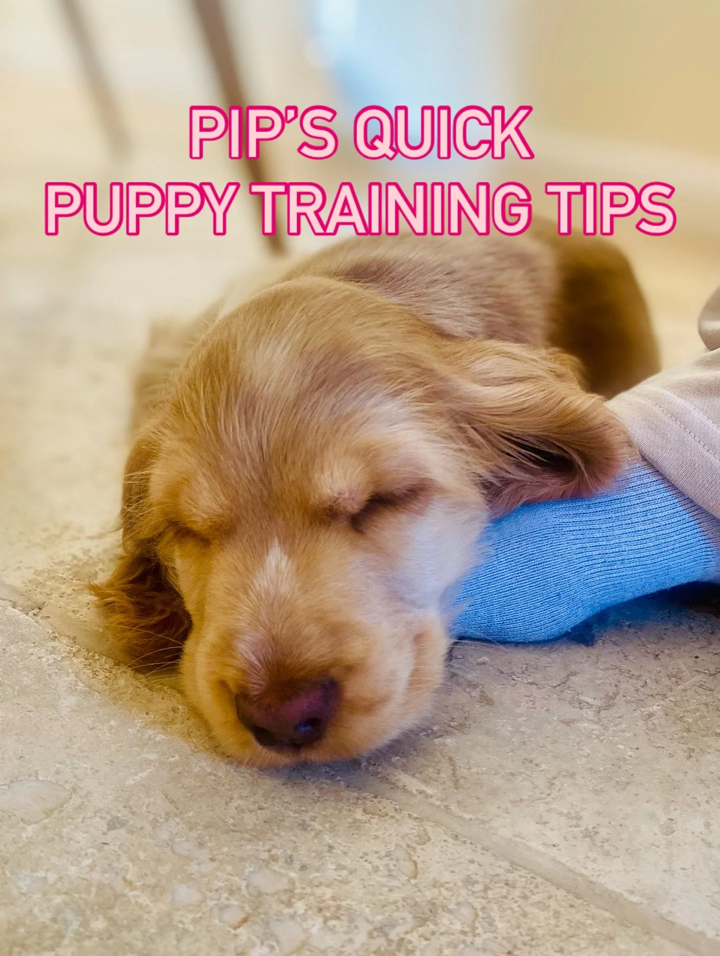 Pip&rsquo;s Quick Puppy Training Tips:
1) Keep sessions super short. Puppies can only focus for a few minutes at a time.
2) Use pea-sized scrumptious, safe rewards.
3) Train in a quiet space to set up your puppy for success.
Follow me here for more &