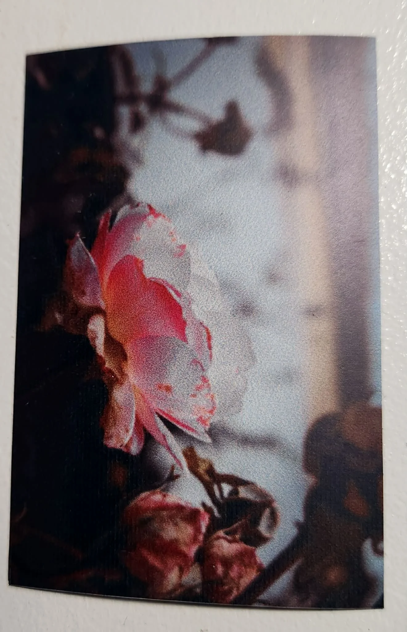 Magnet de la rose de la Loire, regard tourné vers la vie passée
