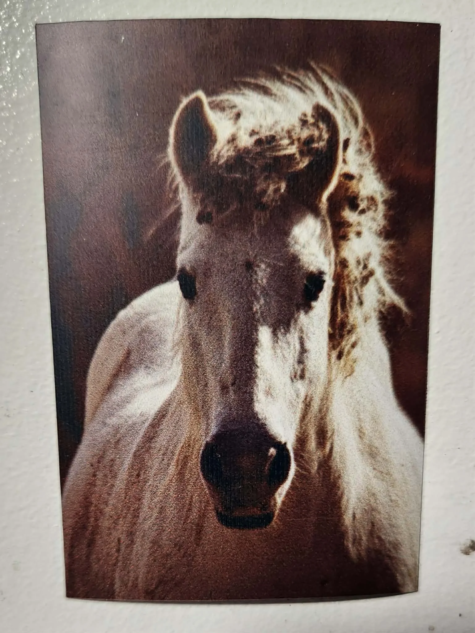 Magnet, beau cheval du sud de la France, crinière au vent