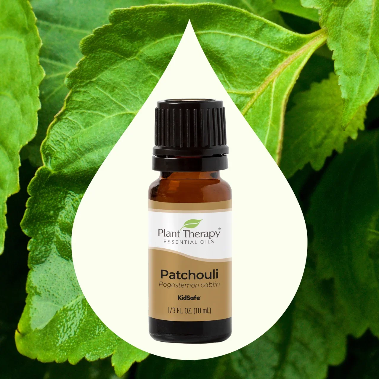Patchouli-02Large.webp