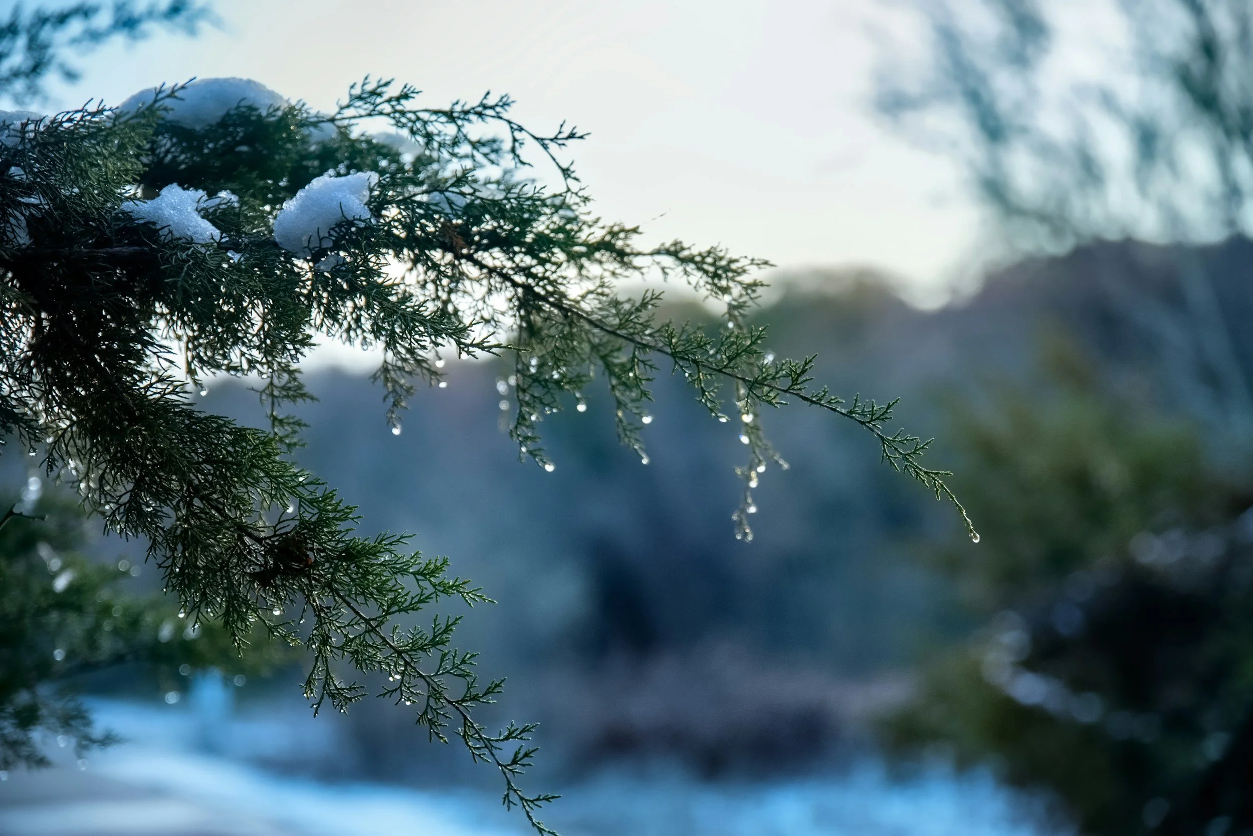 Stillness &amp; Sparkle: Finding Joy in Quiet Mid-Winter Moments