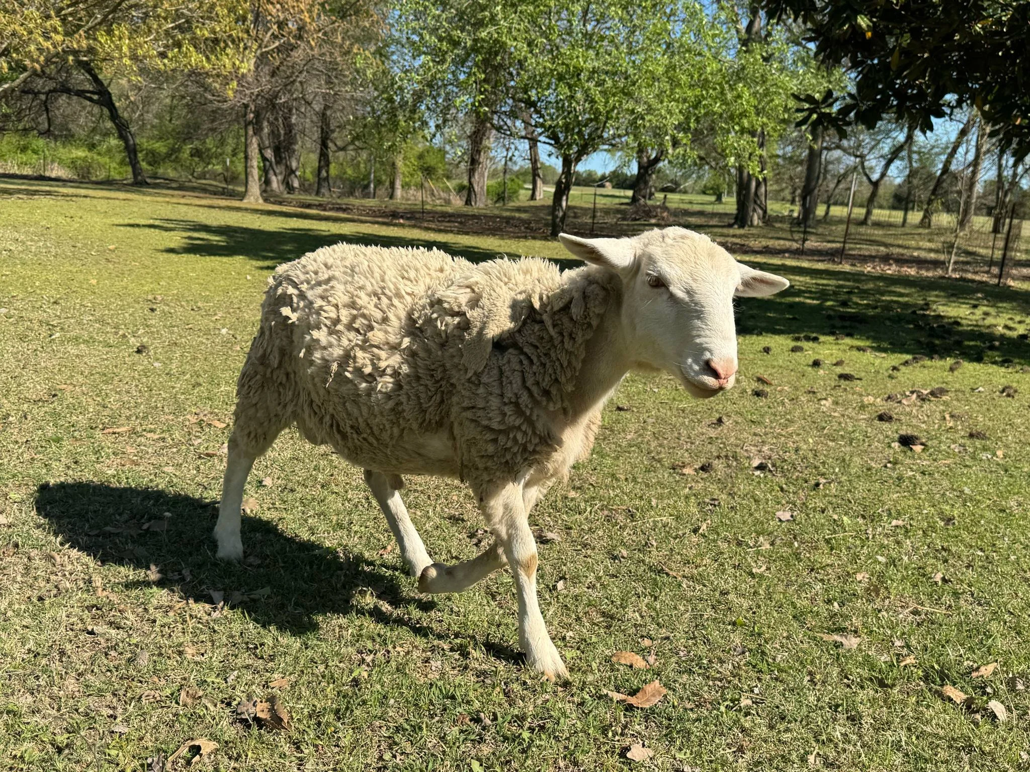 A young ram we recently butchered.