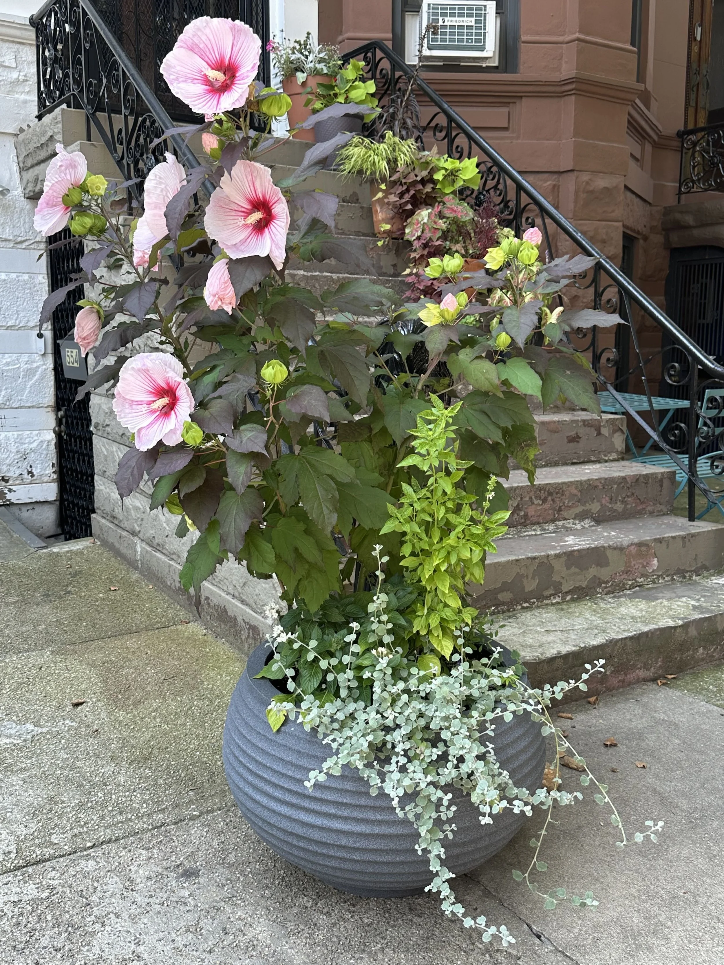 Front Yard New Planting