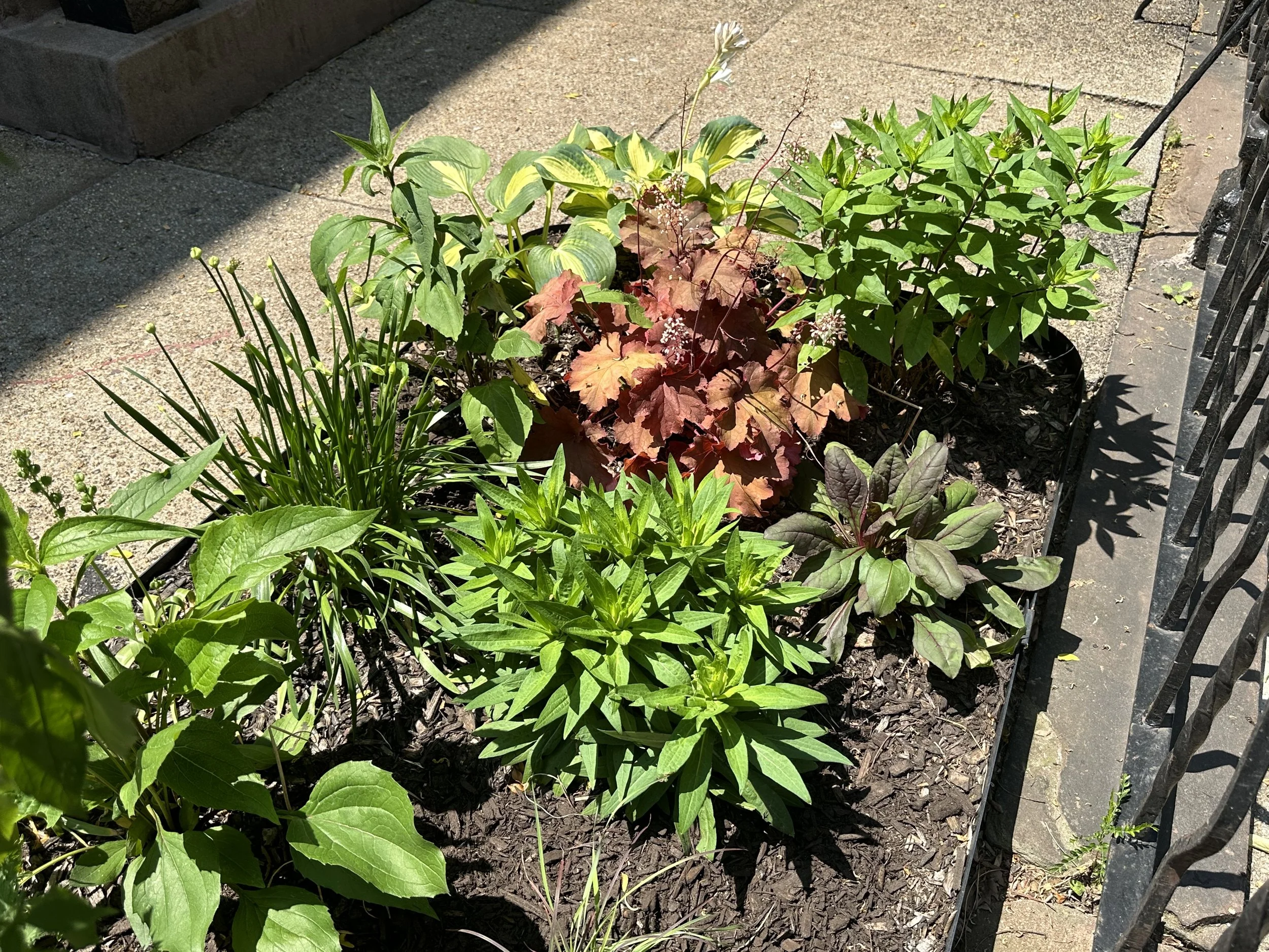 Front Yard New Planting II
