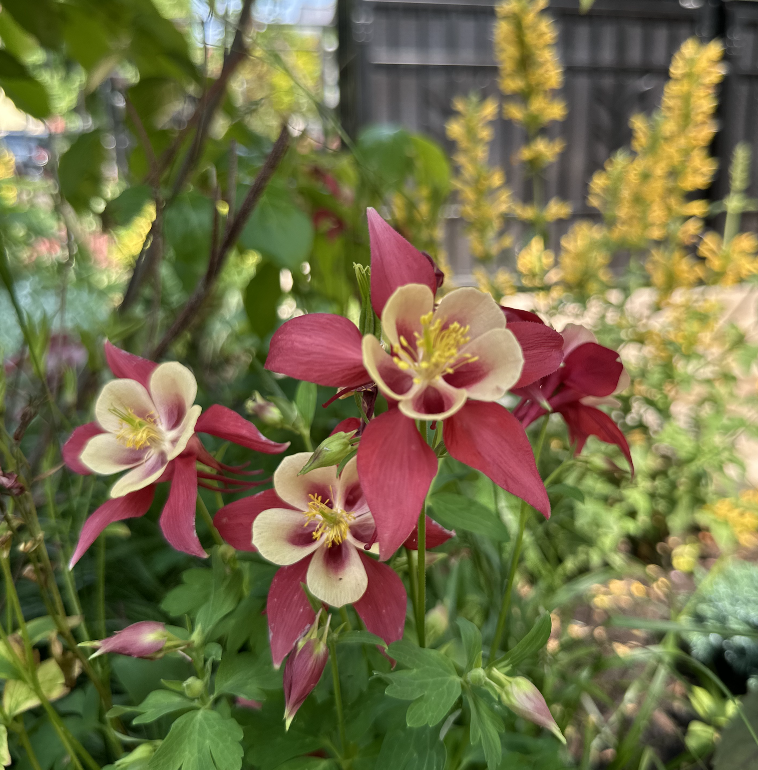 Close-up of pink and cream fuchsia flowers in a garden with green leaves and out-of-focus yellow flowers in the background.