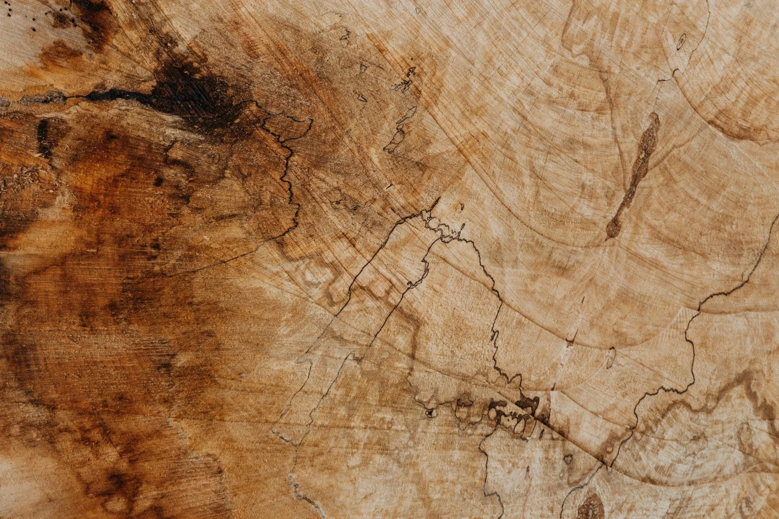 Close-up of a cross-section of wood showing growth rings and natural cracks.