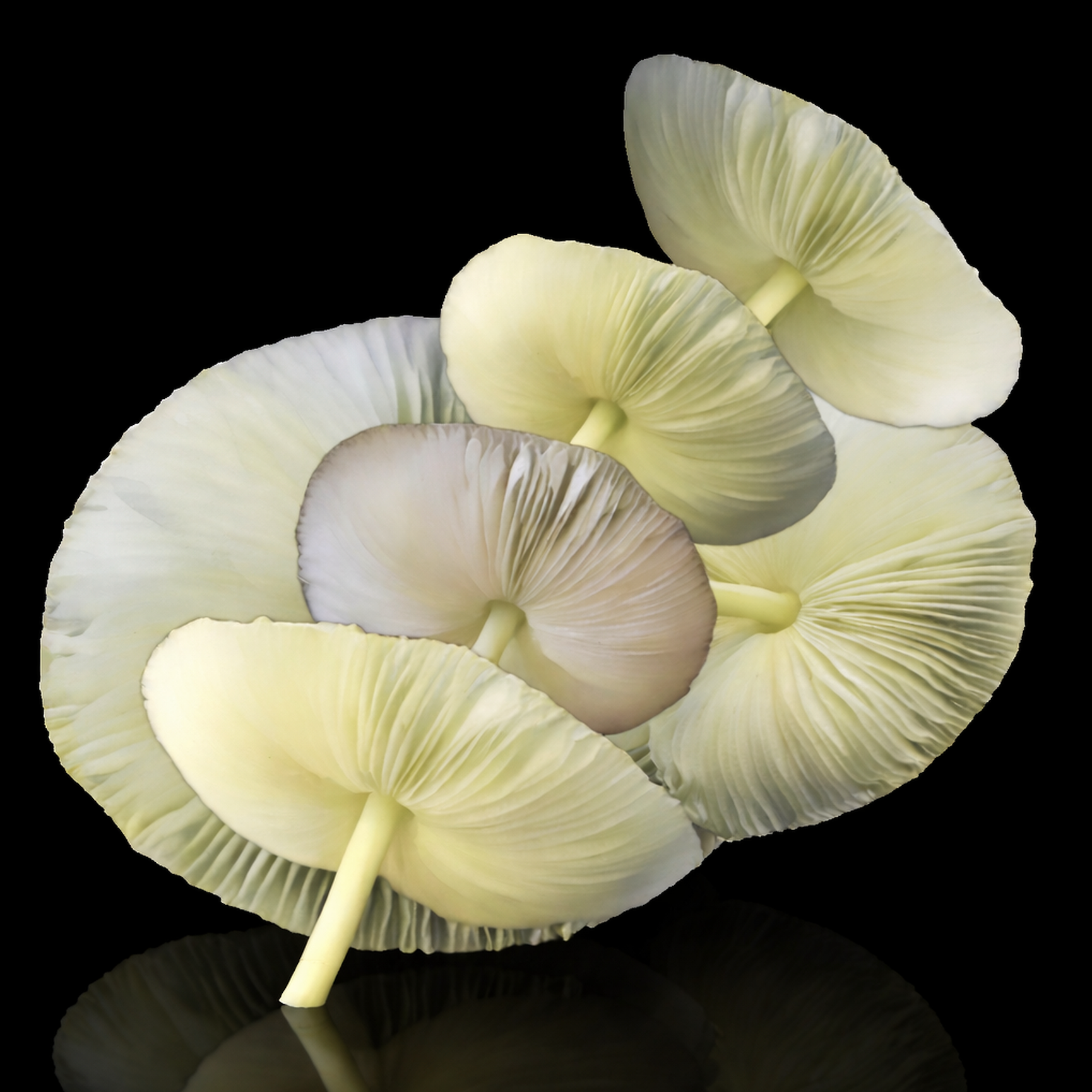 Connie_Rogers_Mushroom Dance.jpeg
