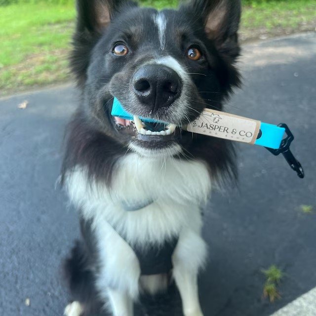 iap_640x640.7037116239_e3k9ht8j Medium.jpg