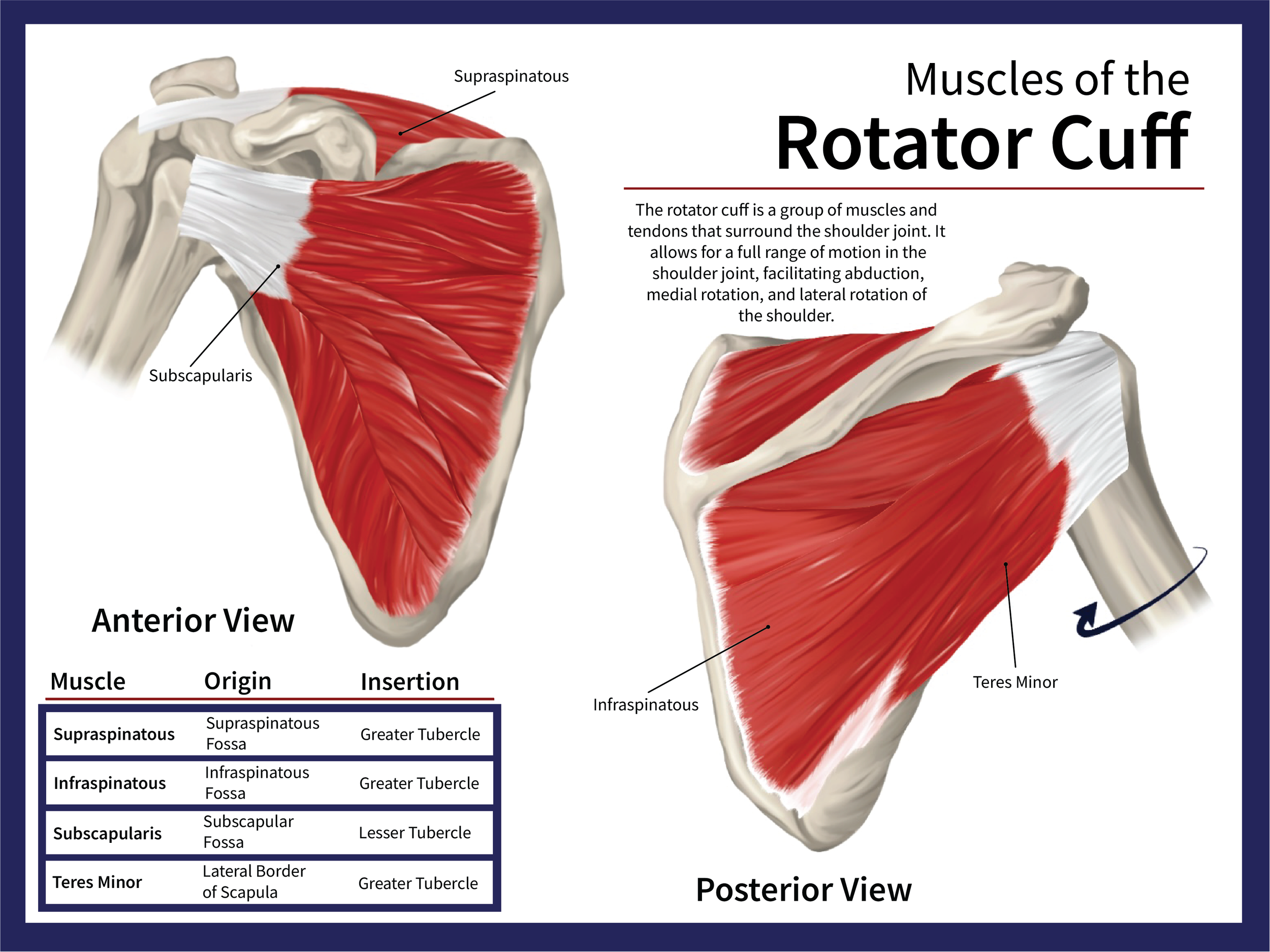 Medical Illustration Work — Sarah Cathie