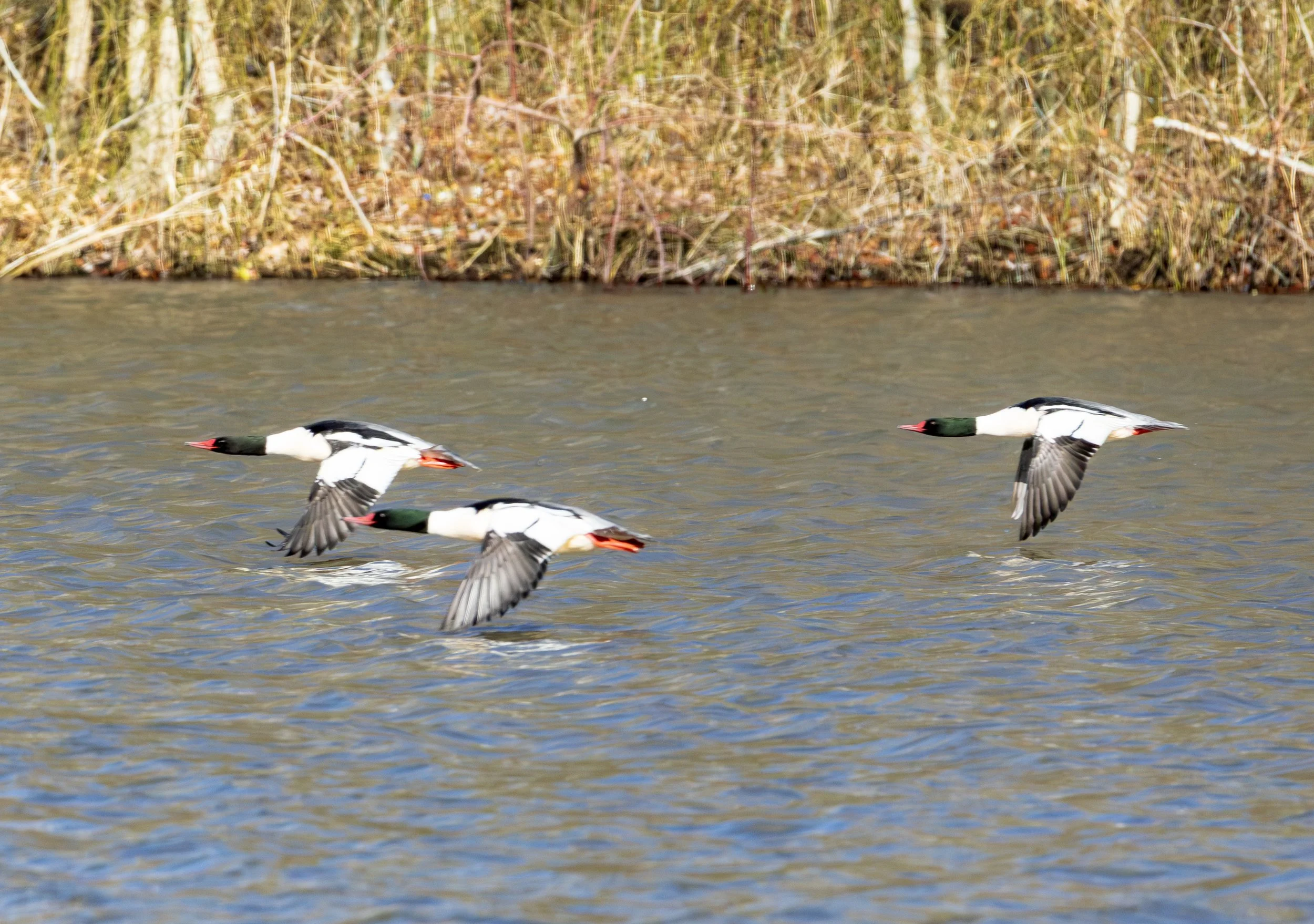 Canon EOS R6 Bird Photograph.  Merganser in flight.  F10 ISO 800 Shutter 1/4000