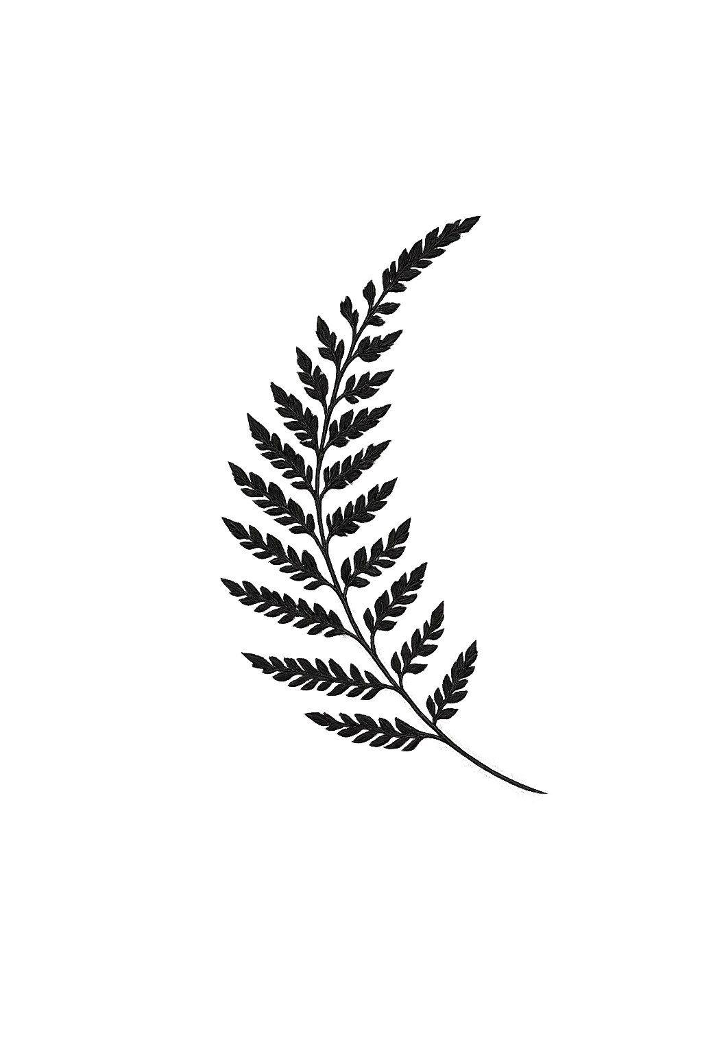 A black background with a single dark outline of a fern leaf in the center.