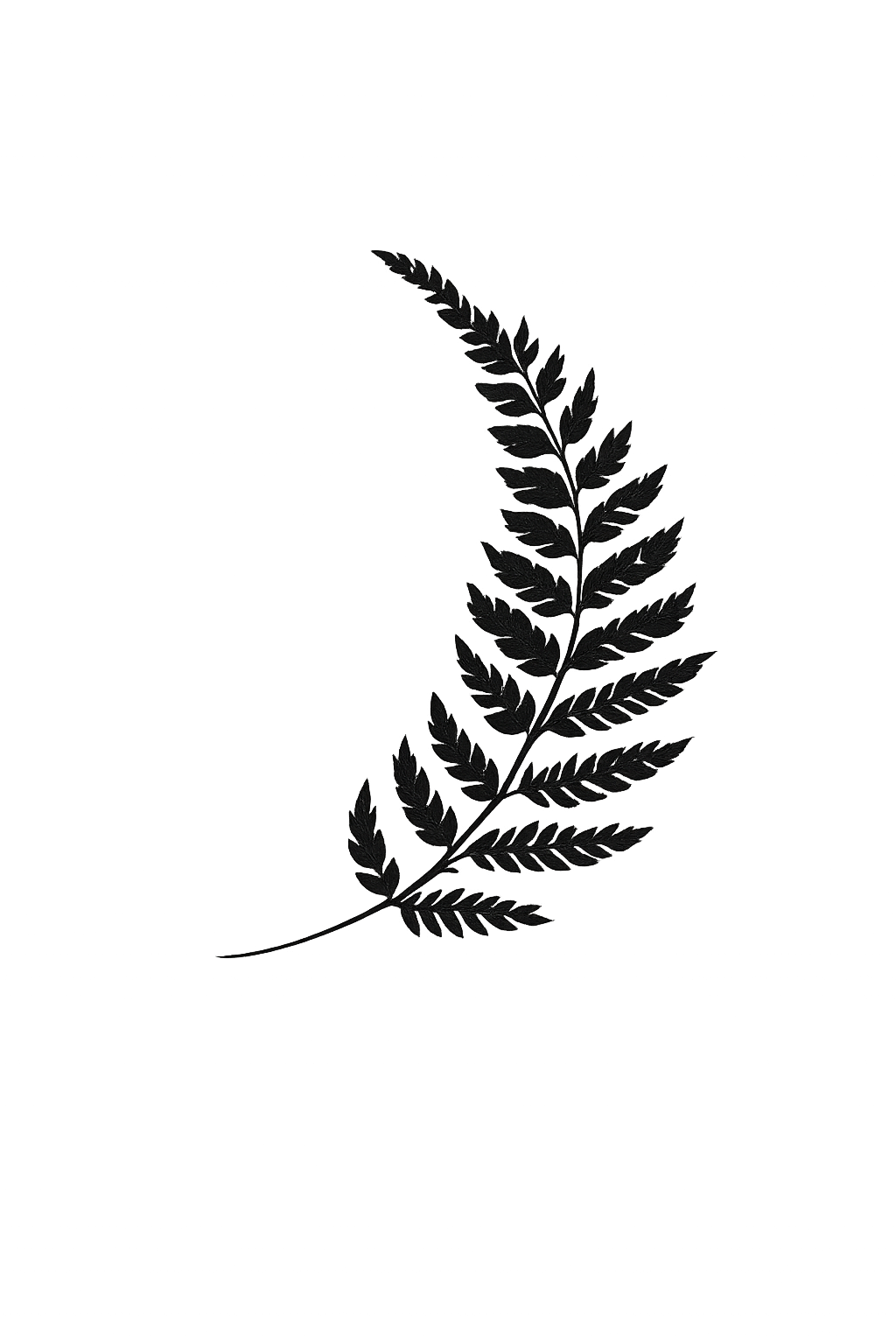 A black and white image of a fern leaf.
