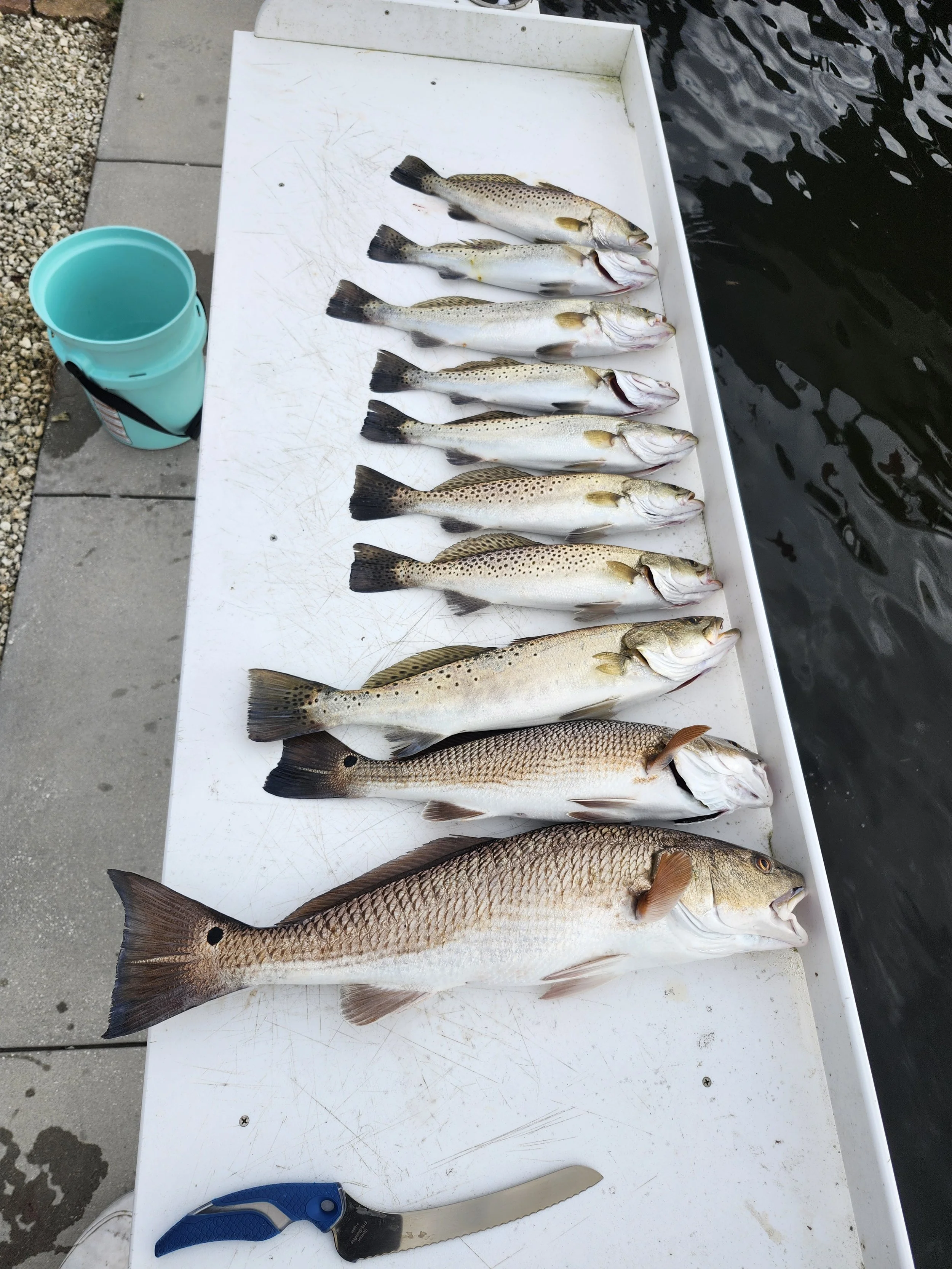 Multiple caught fish laid out on a white table near water, with a blue bucket, a serrated knife, and a textured surface nearby.