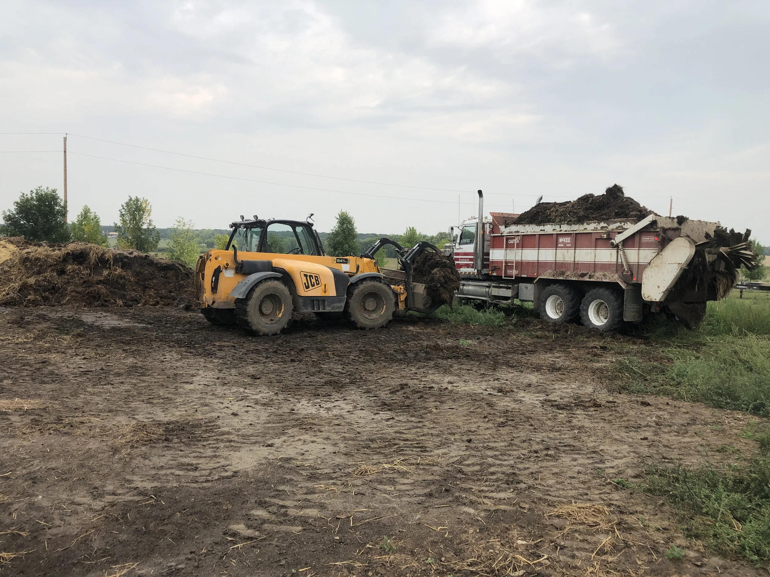 A yellow JCB loader  and grapple bucket with a red and white manure spreader truck working together to move manure to spread on the soil in the fields.
