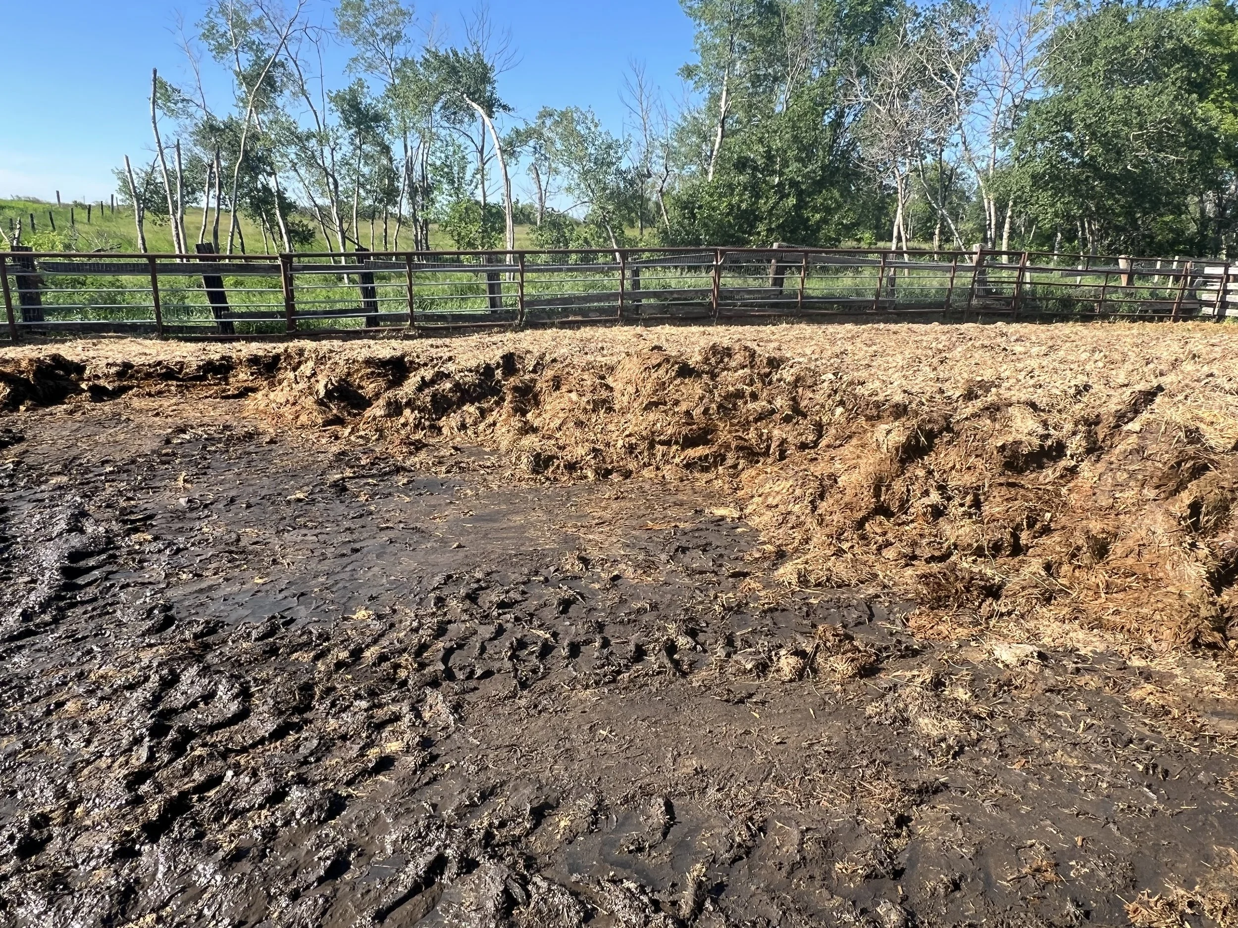 A  cattle pen outdoors getting the manure cleaned out, with a wooden fence surrounded by green trees and grass under a clear blue sky.